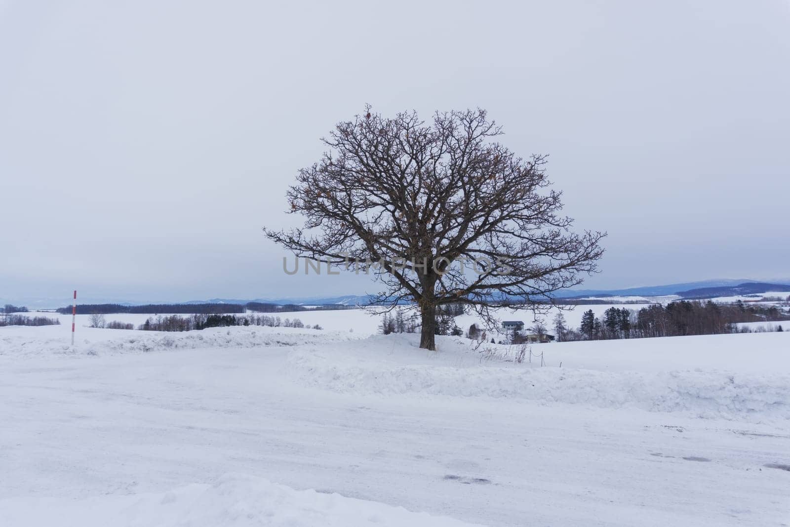 Biei is a small town surrounded by a picturesque landscape of gently rolling hills and vast fields. A pleasant way to enjoy the charm of Biei is by cycling or driving through the hills and visiting some of the flower fields and famous trees along the way.