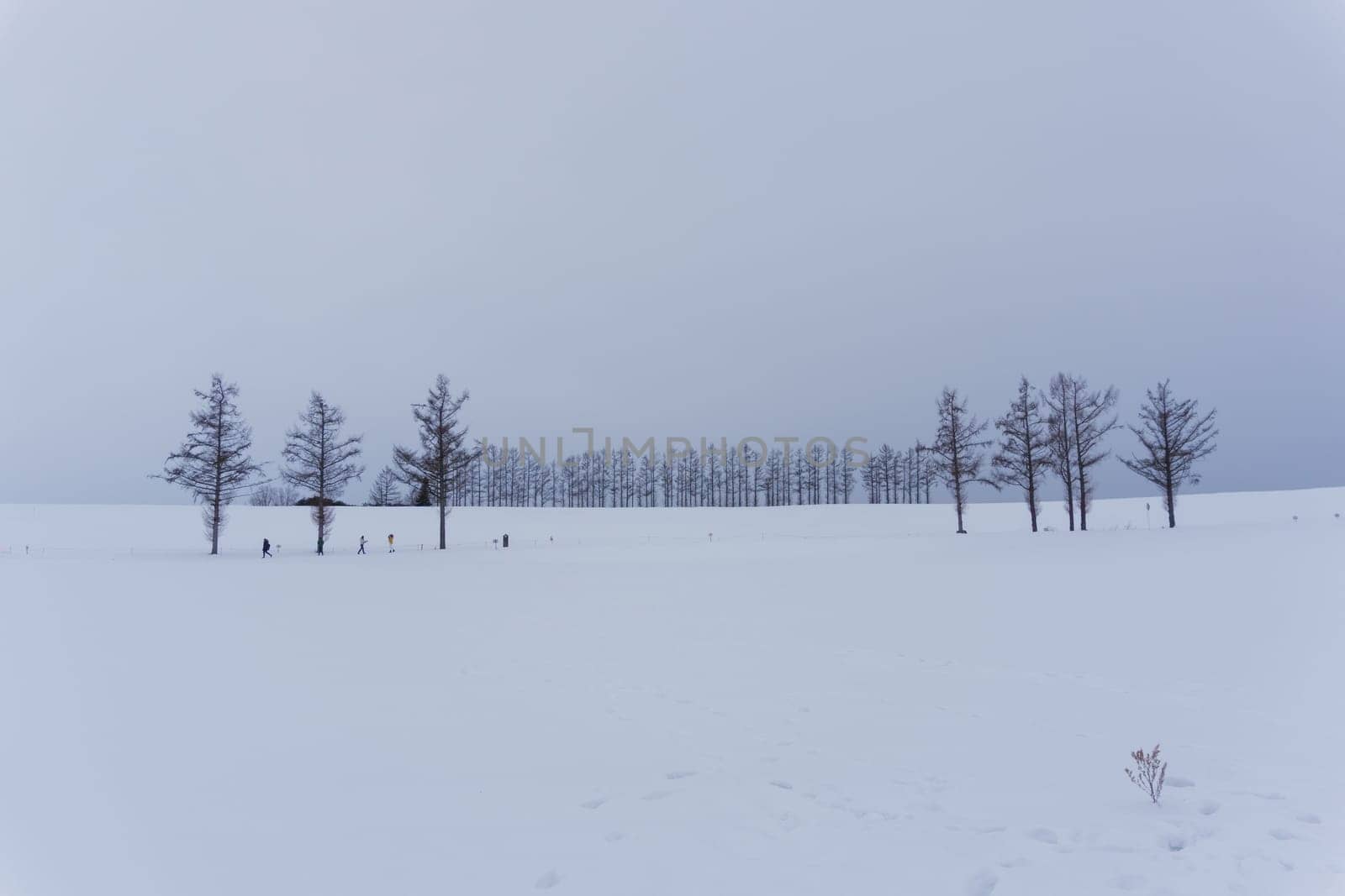 Biei is a small town surrounded by a picturesque landscape of gently rolling hills and vast fields. A pleasant way to enjoy the charm of Biei is by cycling or driving through the hills and visiting some of the flower fields and famous trees along the way.