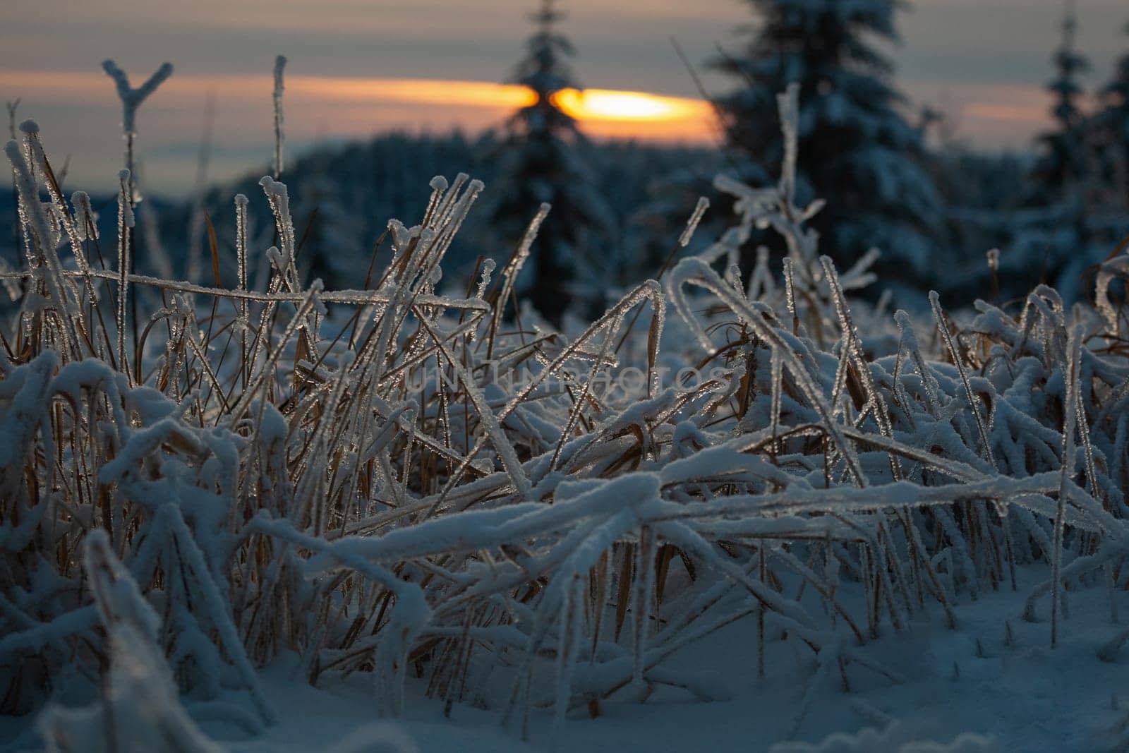 winter in the black forest