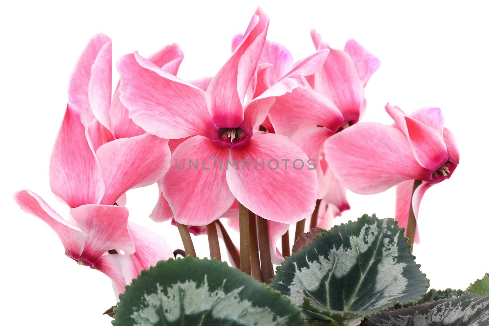Closeup view of a pink cyclamen isolated on white background