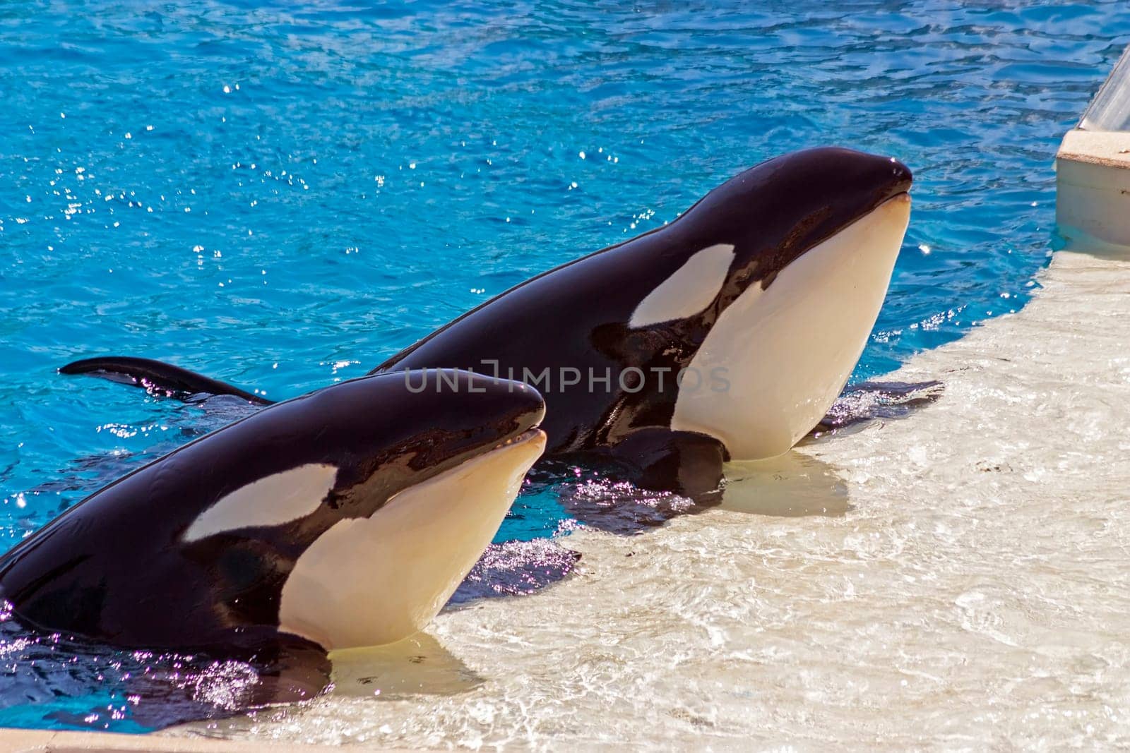Two killer whale on the water.