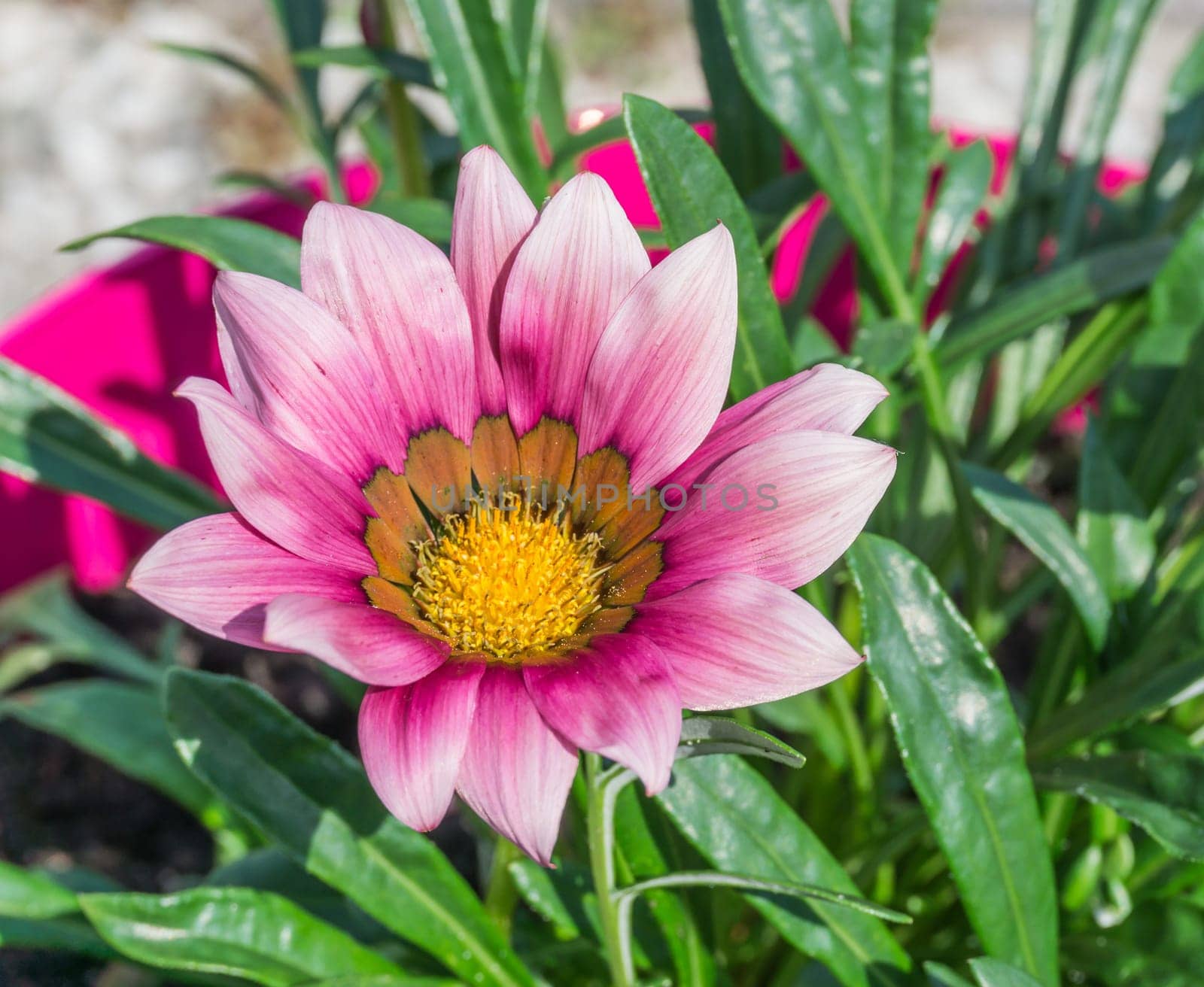 beautiful pink and purple daisy flower macro close up