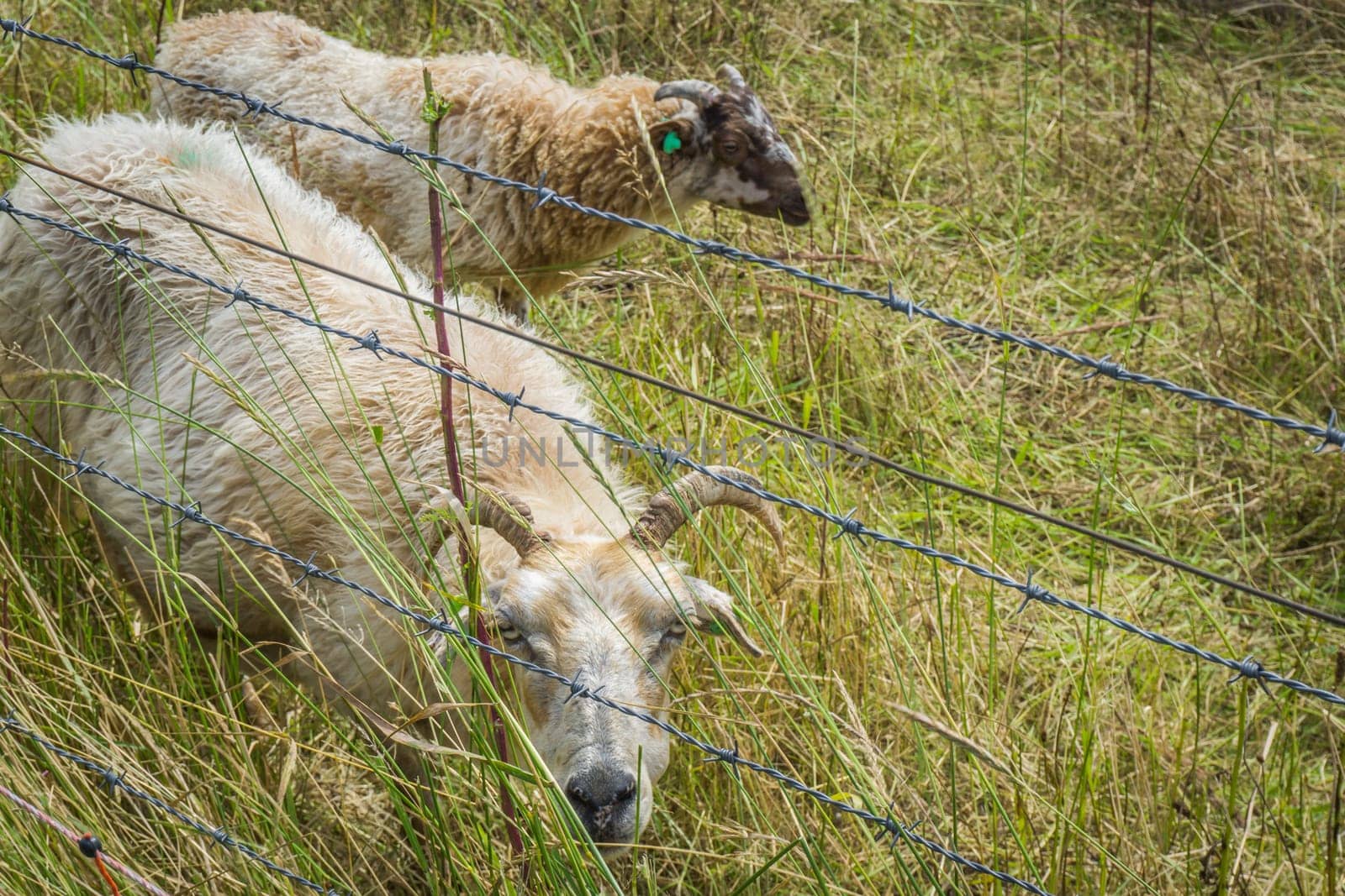 two horned sheep together in a pasture