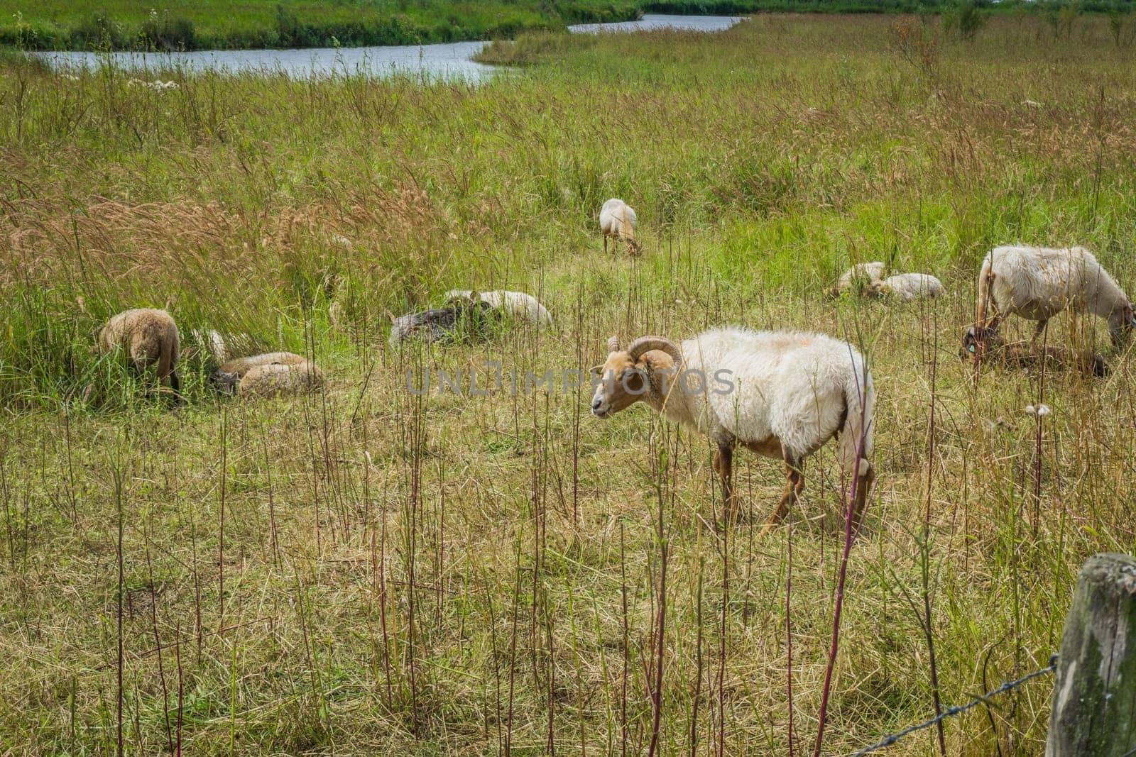 group of horned white sheep grazing in a meadow landscape