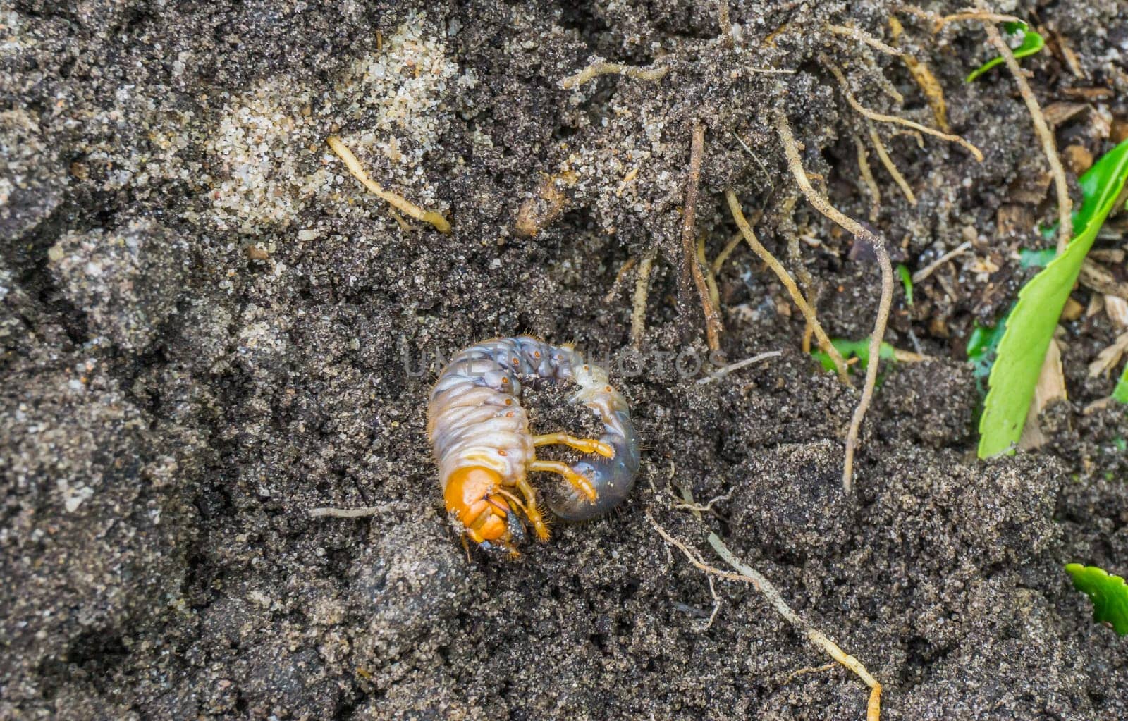 grub larva in the sand of the garden macro half close up