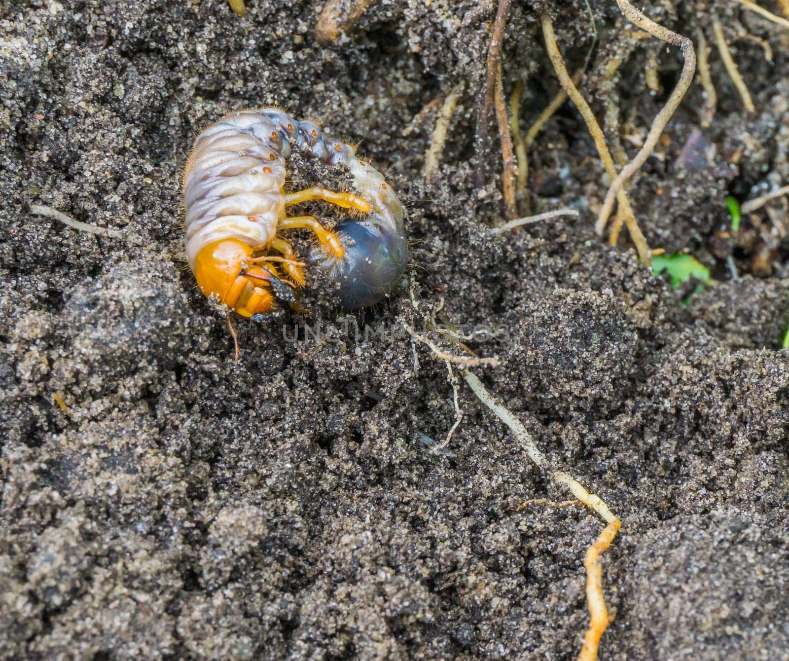 grub larva in the sand of the garden macro super close up