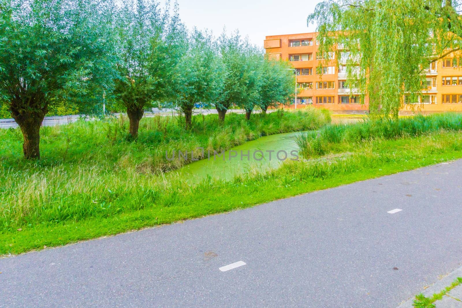 asphalt road next to a lake with trees