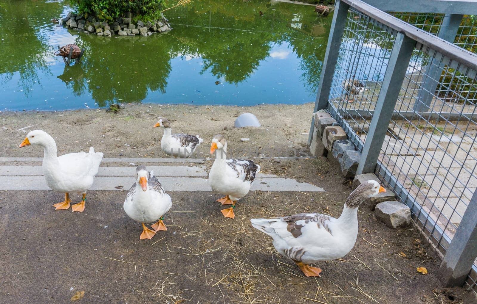 geese family together with a diversity of colors at a lake with water reflection