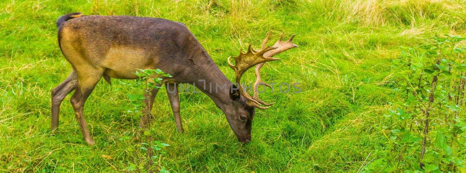 brown stag with big antlers grazing in the field