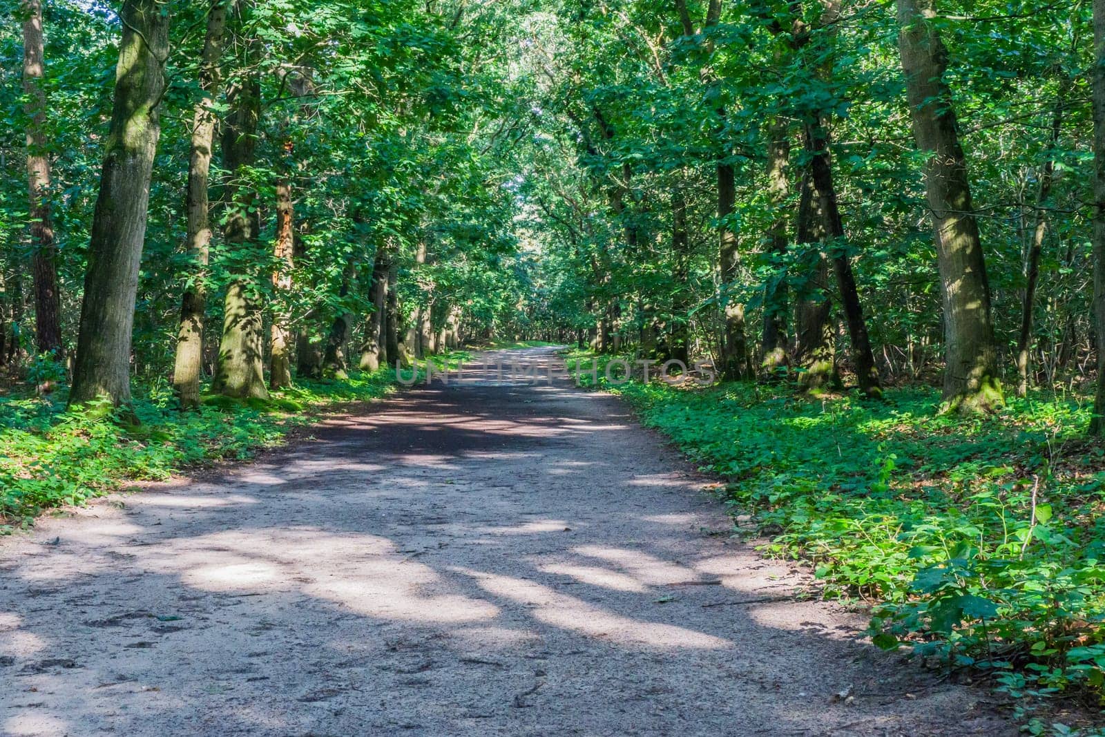 big endless sand road in green forest landscape
