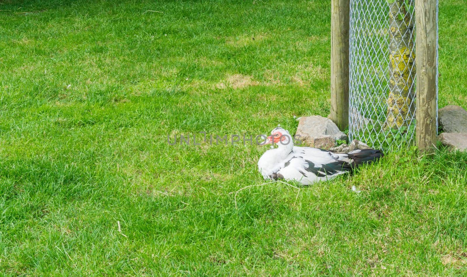 white and black duck sitting relaxed next to tree