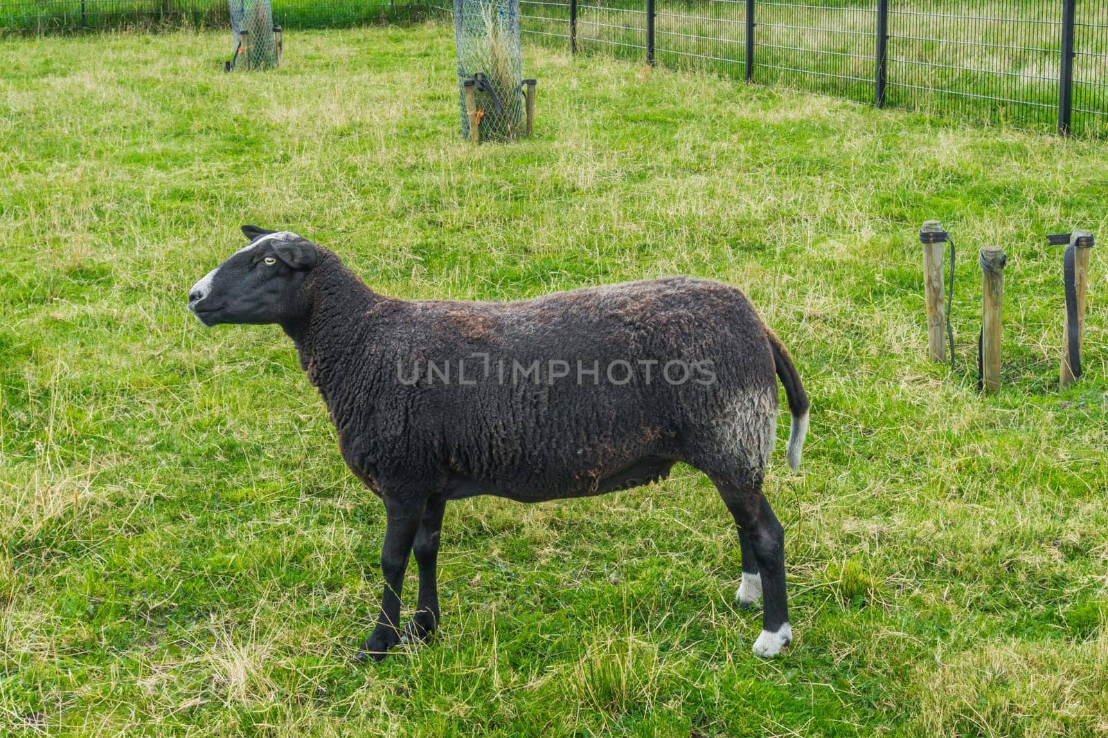 black sheep in the grass meadow close up