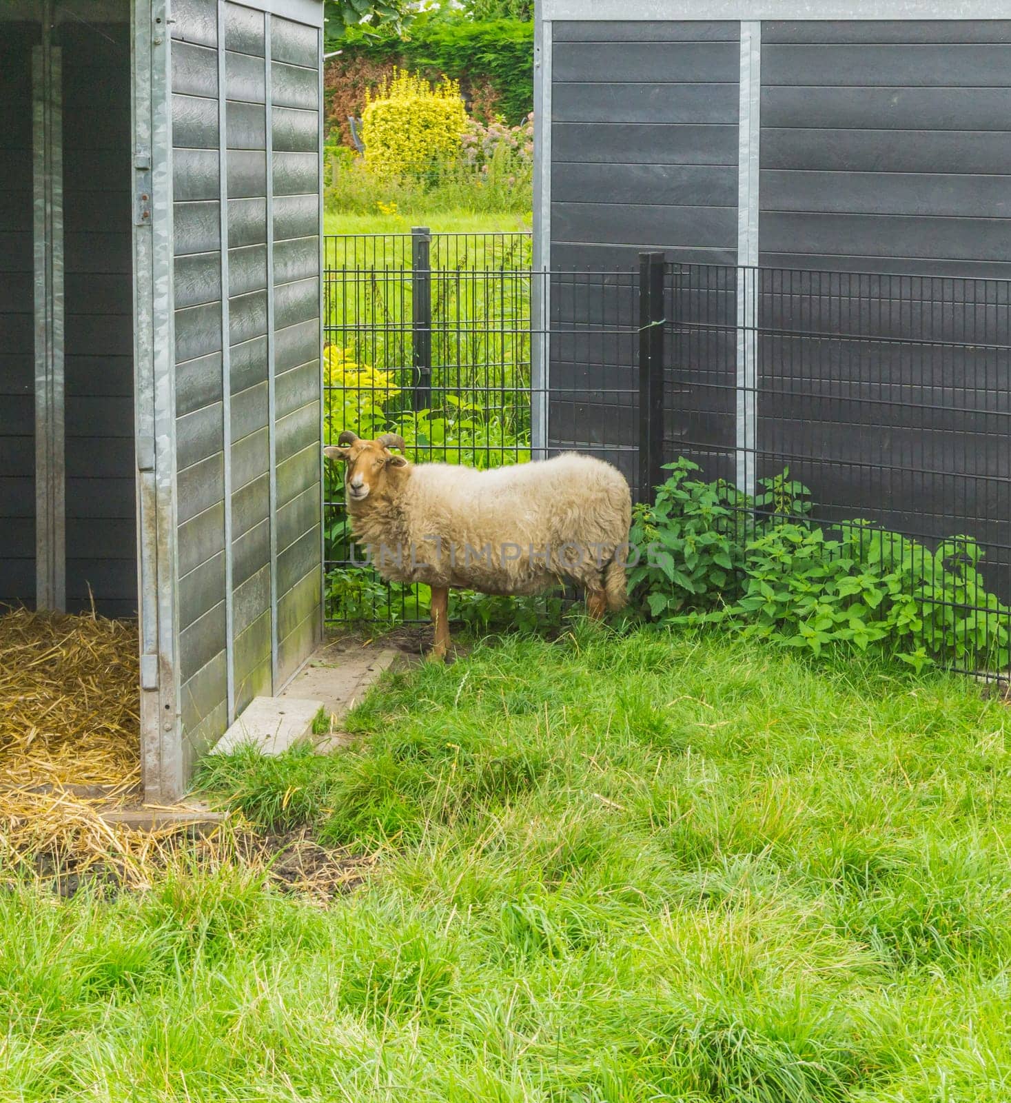 buck male horned sheep near the shed