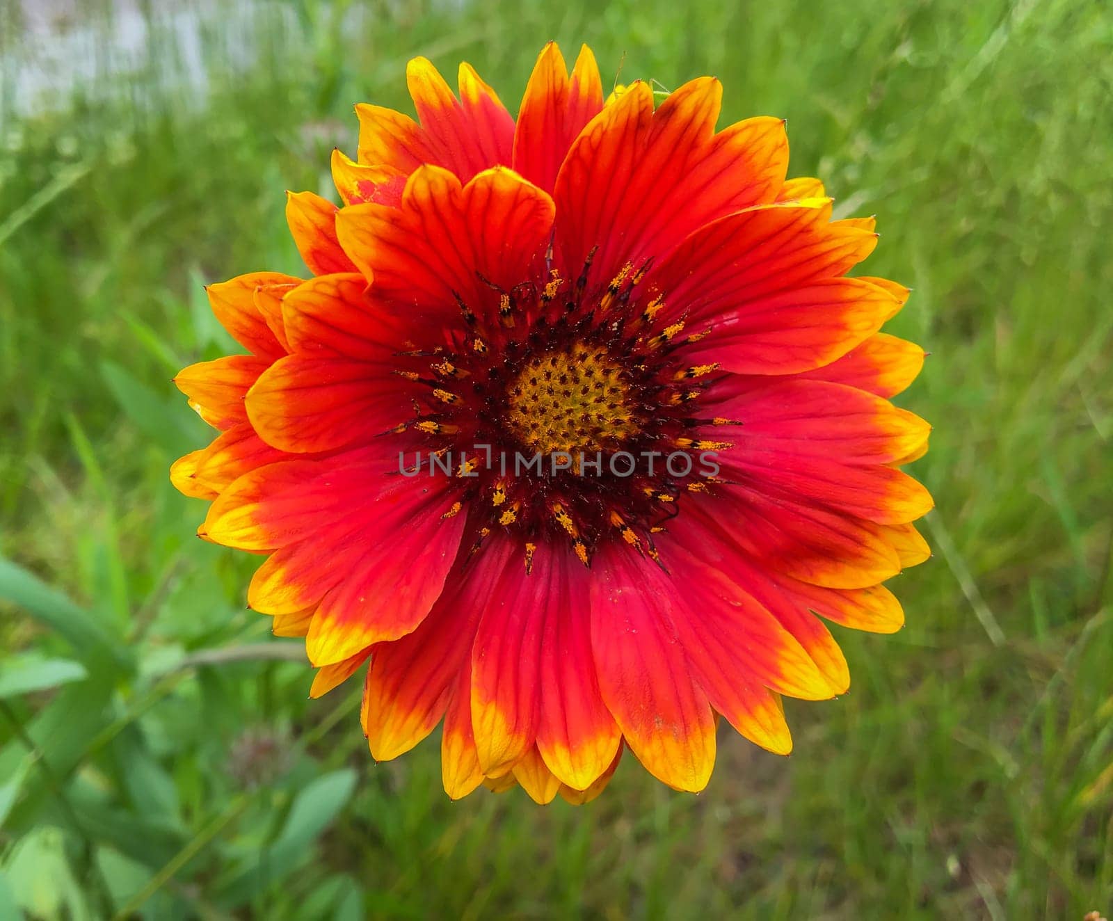 beautiful vibrant colored blooming cockade flower macro close up