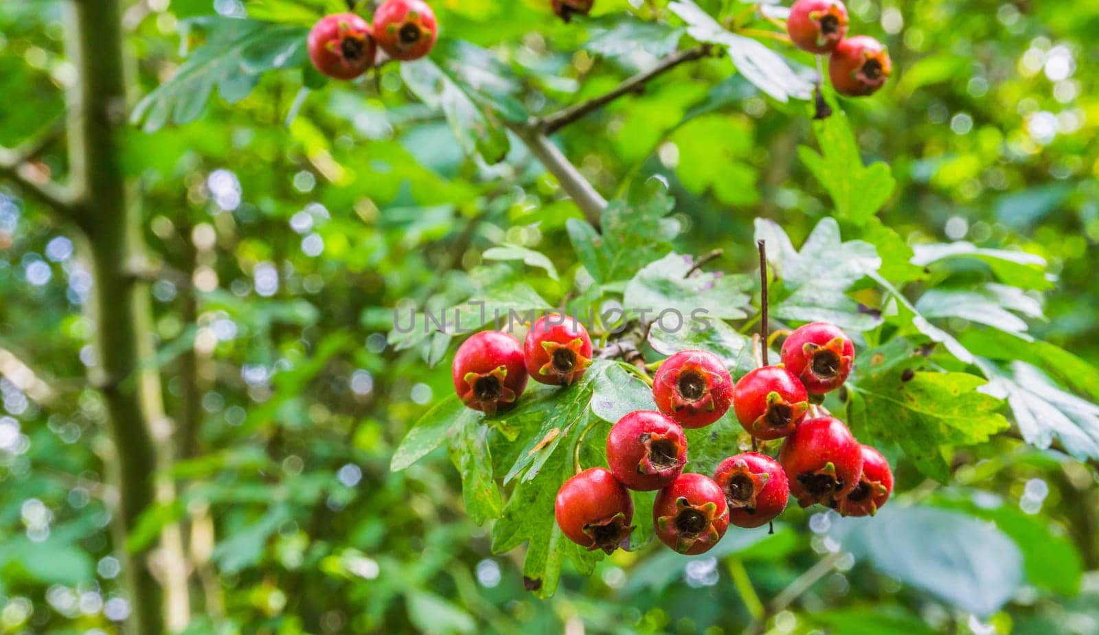 group of red berries on a branch macro close up