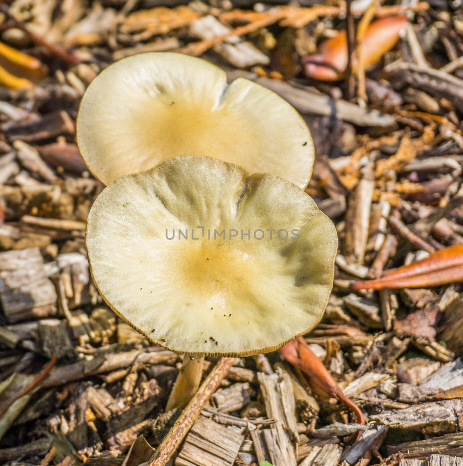 two round shaped white yellow mushrooms macro close up