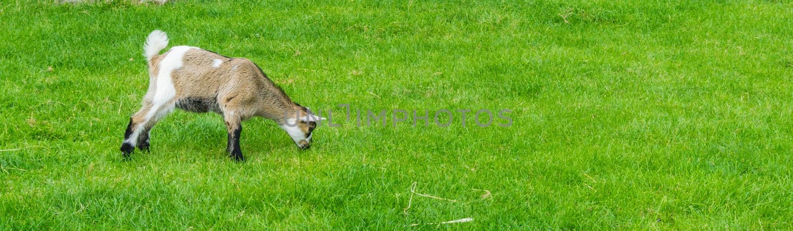 white brown goat grazing in pasture panorama banner