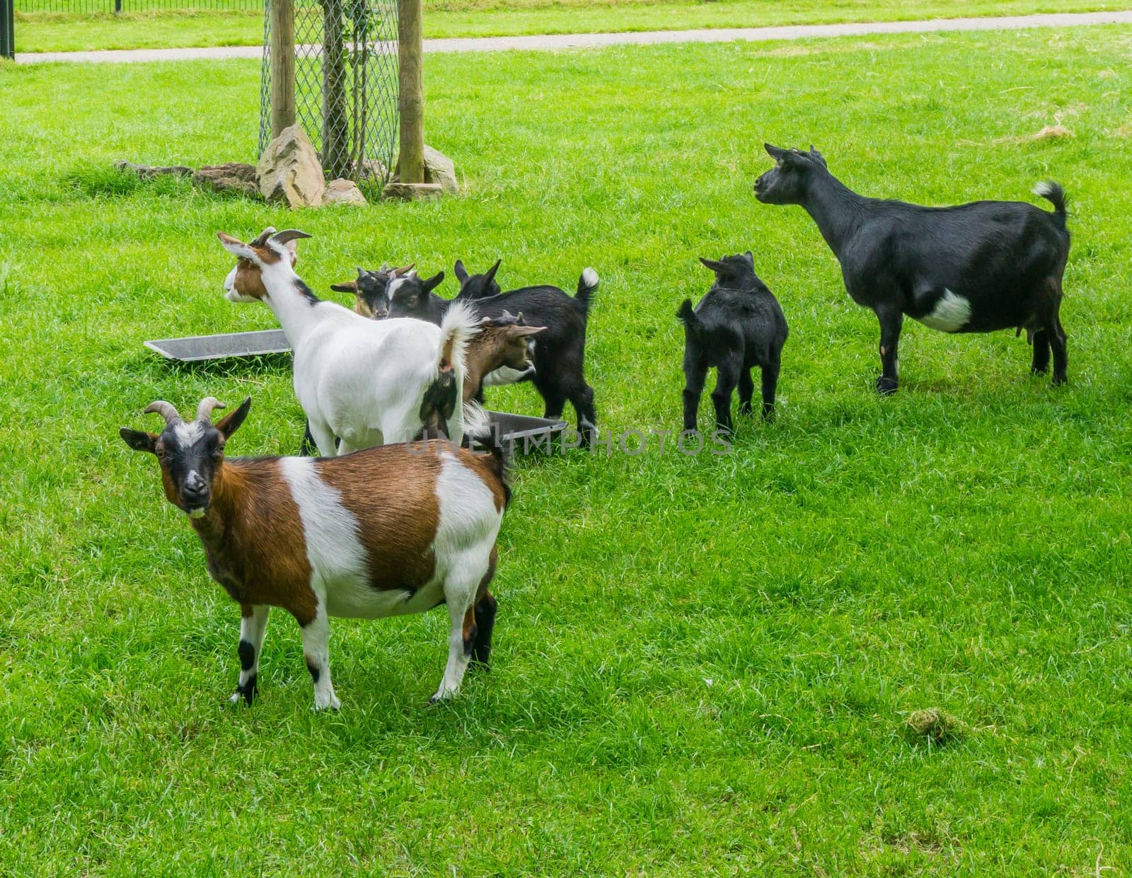 diverse goat family together in the pasture