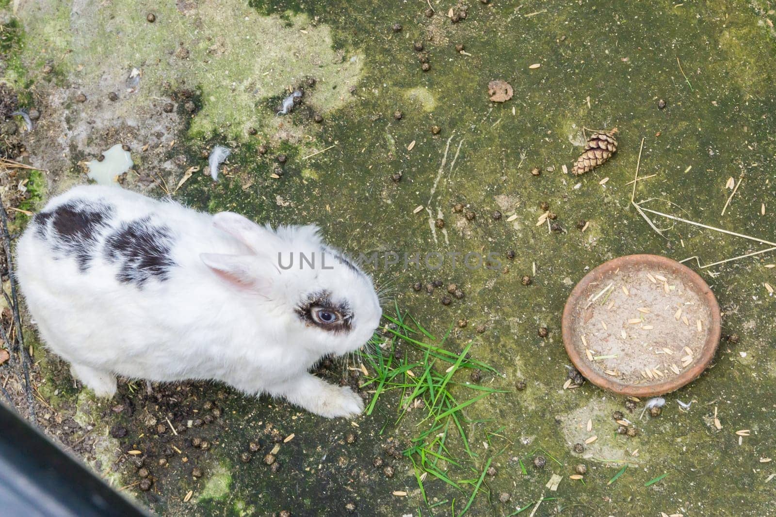 cute white rabbit with blue eyes macro close up