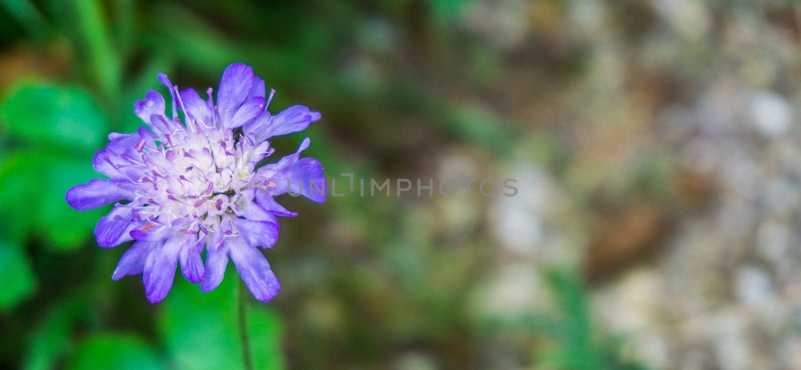 vibrant colorful purple small flower macro close up