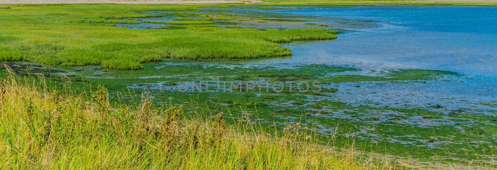 island shaped green plants water landscape