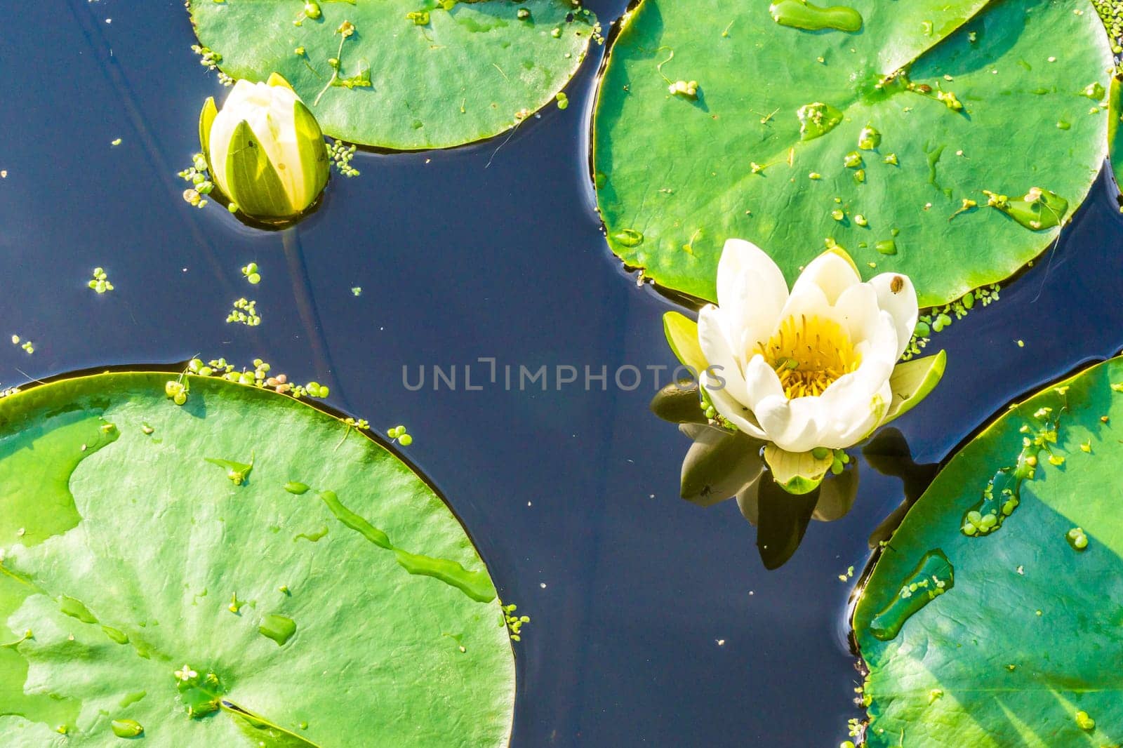 amazing beautiful pond macro of white water lilly