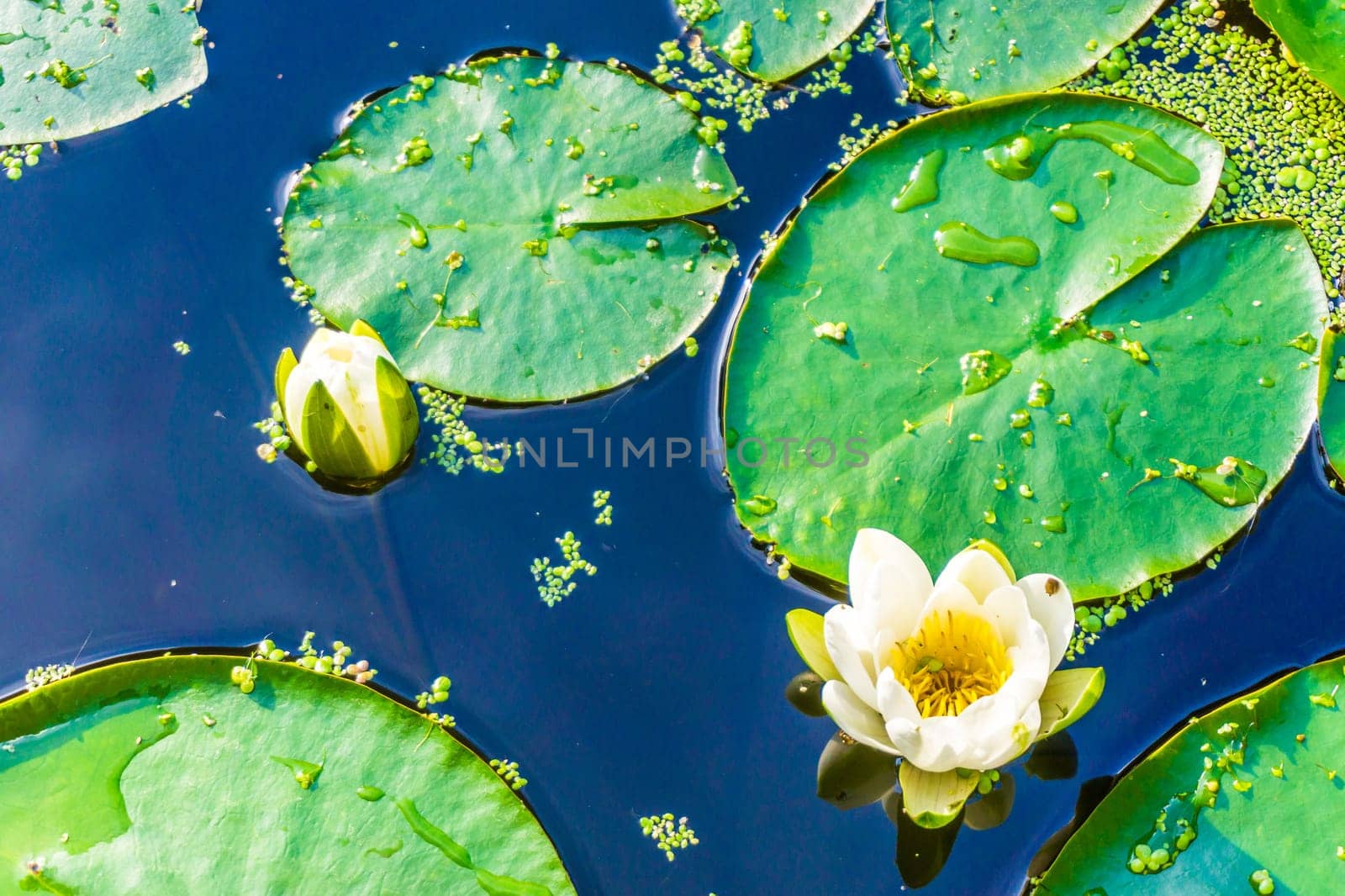 beautiful white water lilly in close up pond macro