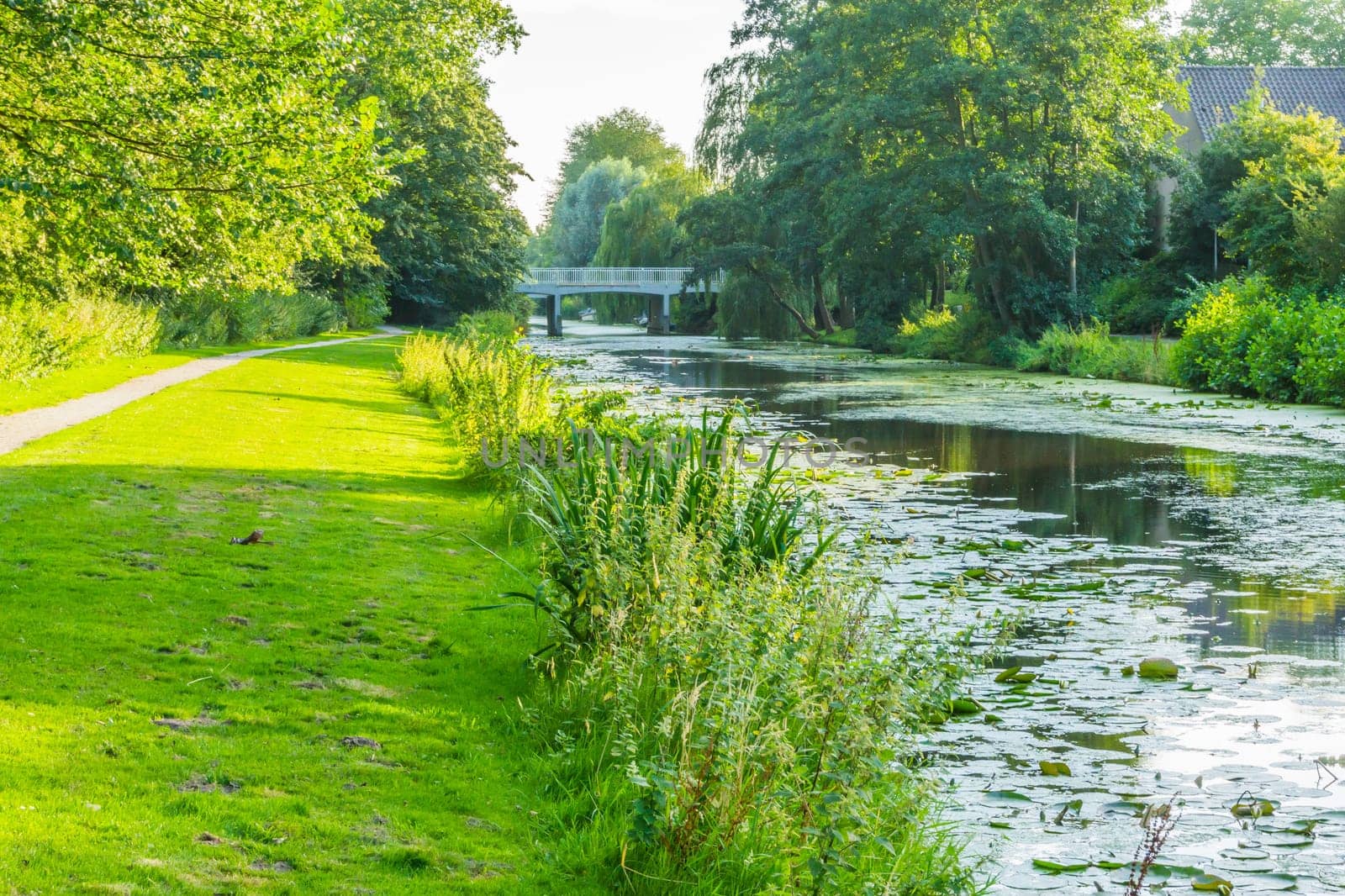 big river in a water landscape with grass and trees
