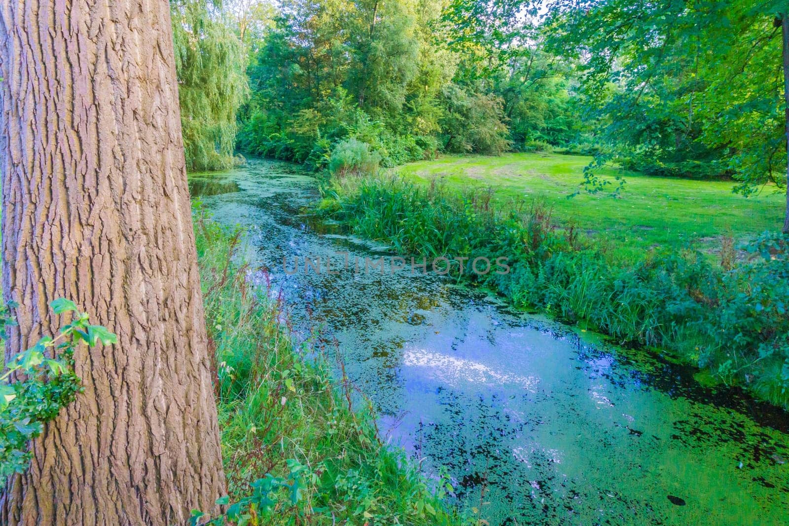 behind a tree looking on the river great for background