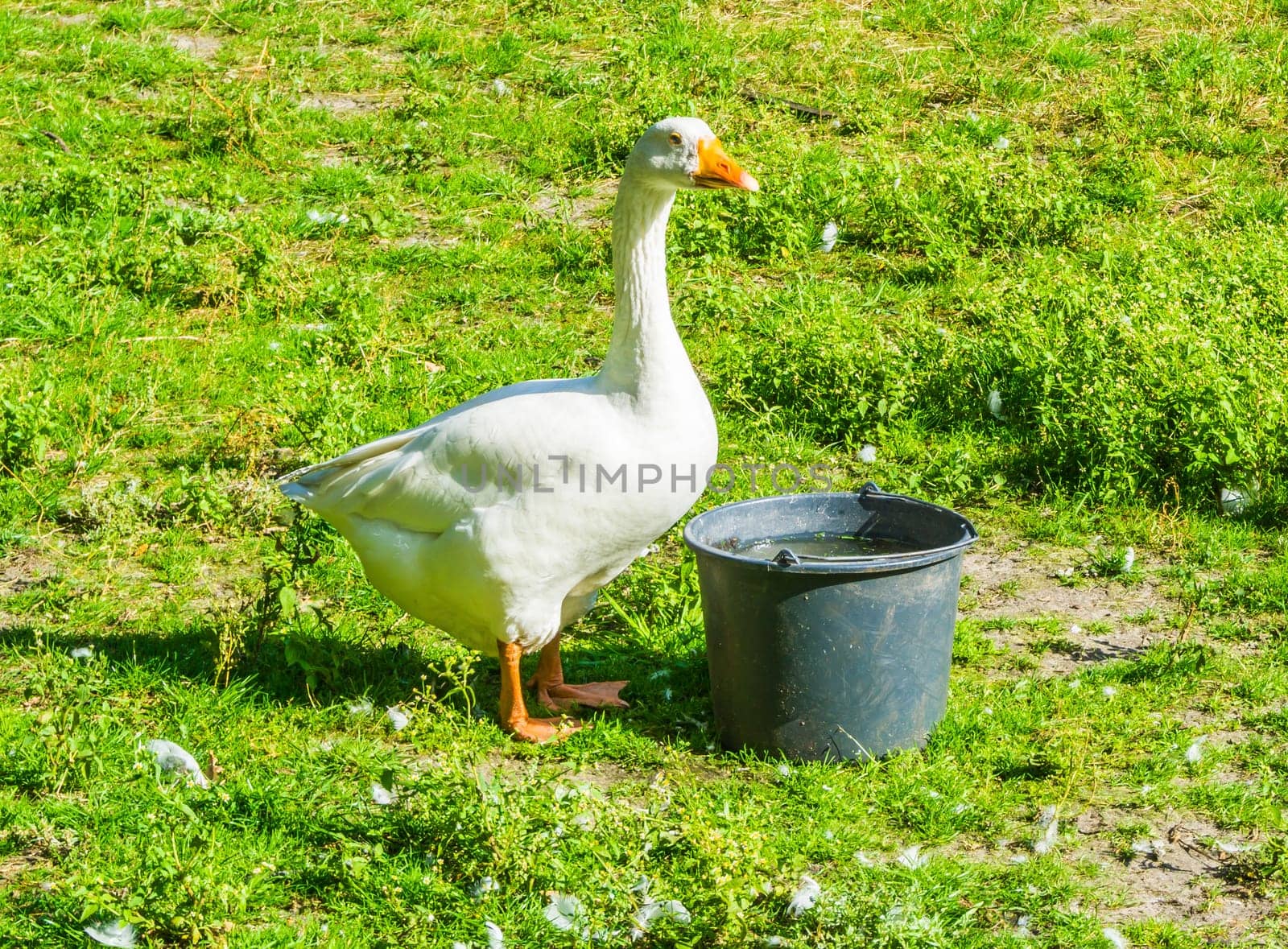 beautiful white goose with a bucket