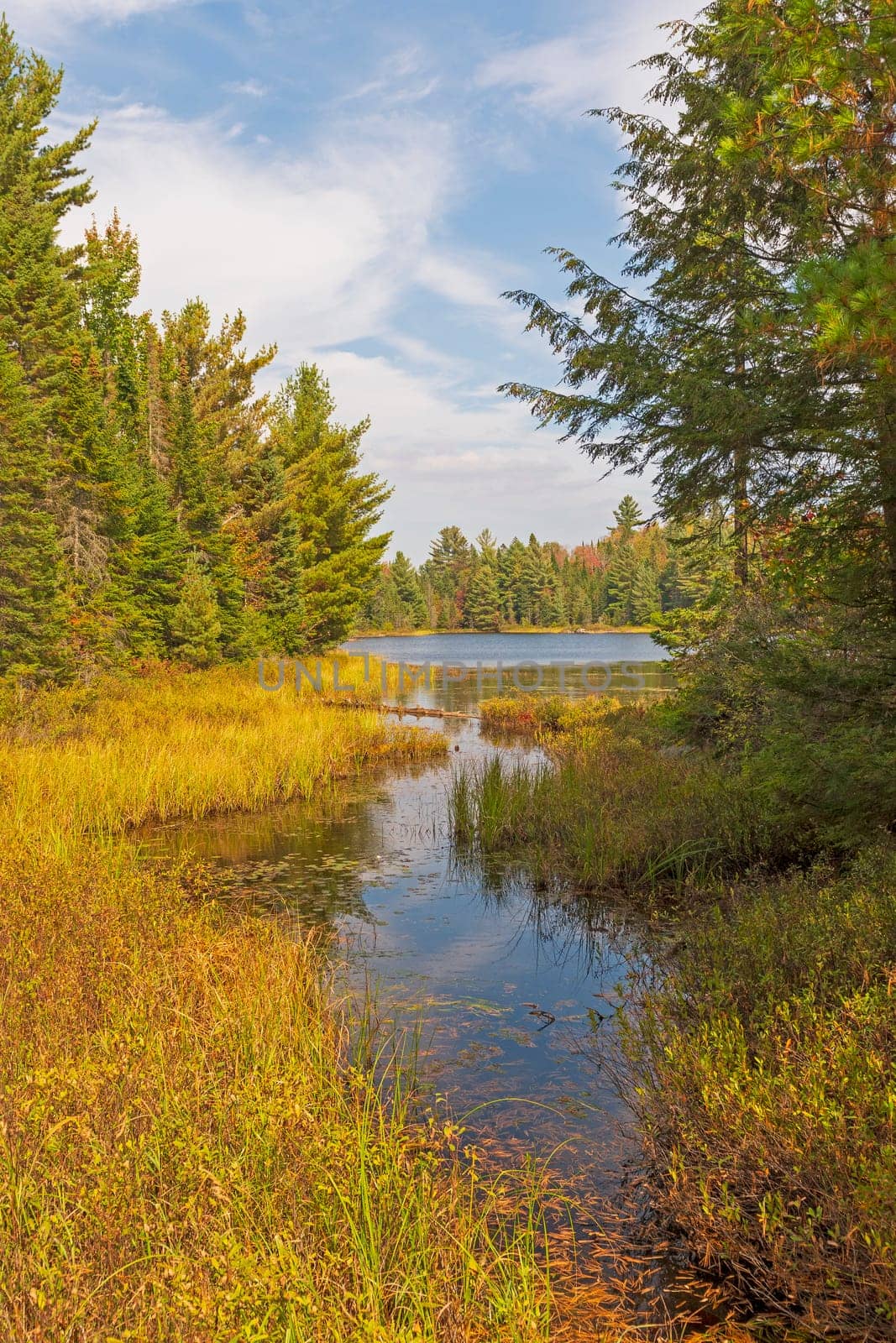 Grassy Inlet to a Peck Lake in Algonquin Provincial Park in Ontario