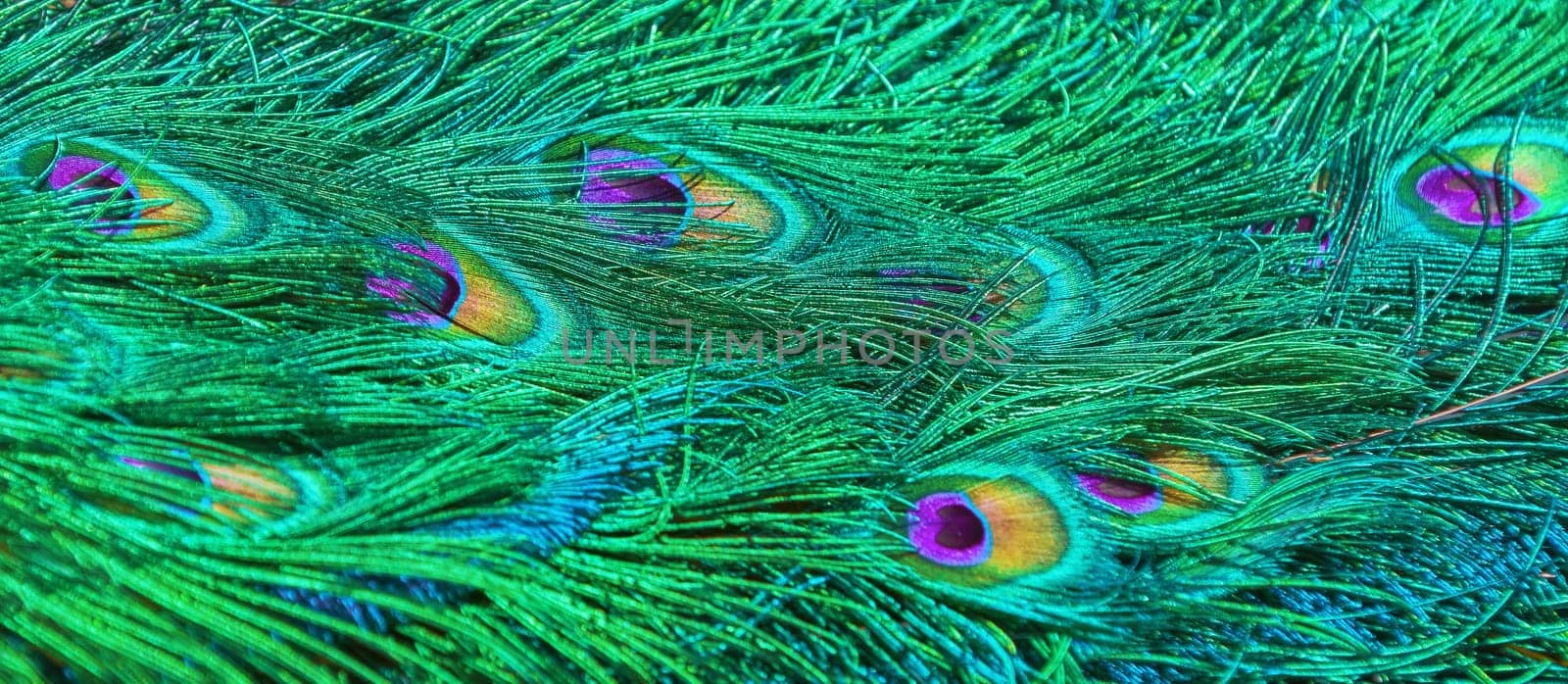 Background of peacock tail in bright colours (Shallow DoF)