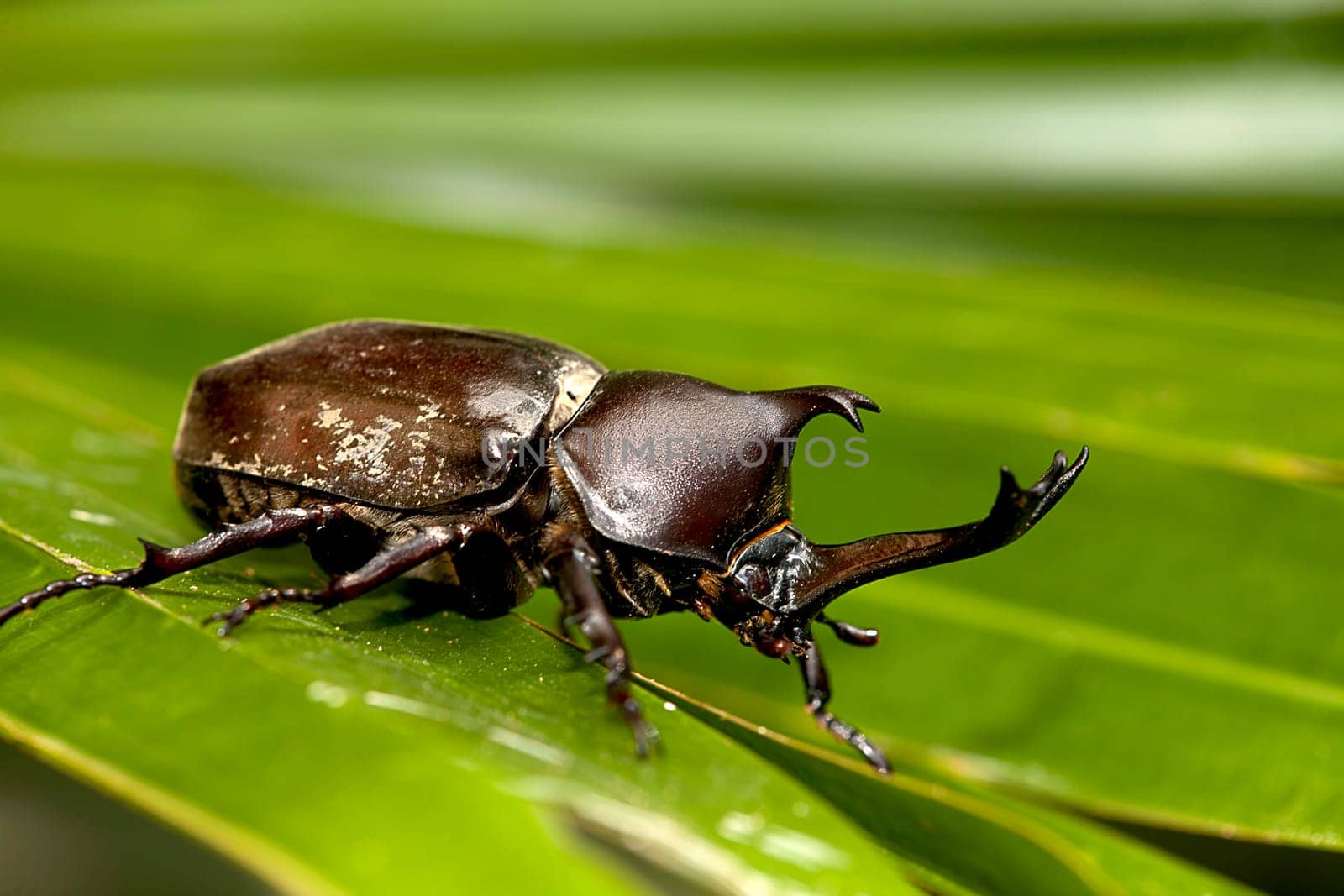 The Closeup Rhinoceros beetle, Rhino beetle, Hercules beetle, Unicorn beetle