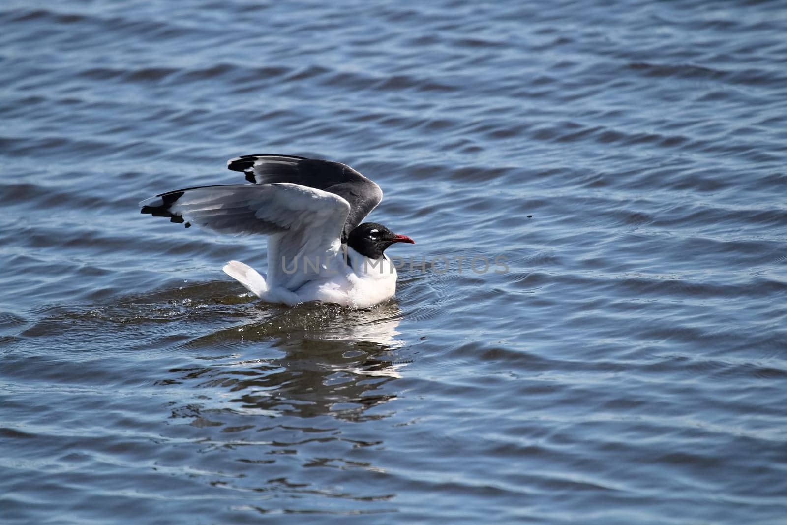 A Franklin's Gull stretching its wings while on water.