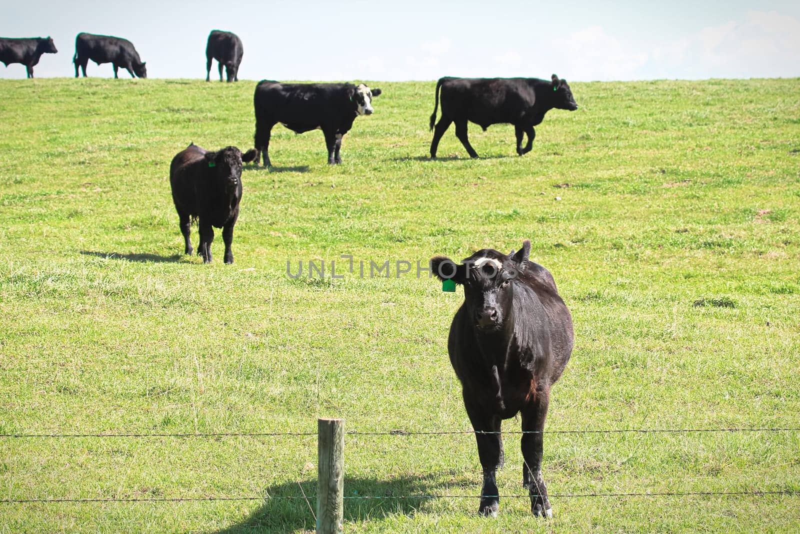 A curious cow comes closer to a fence.