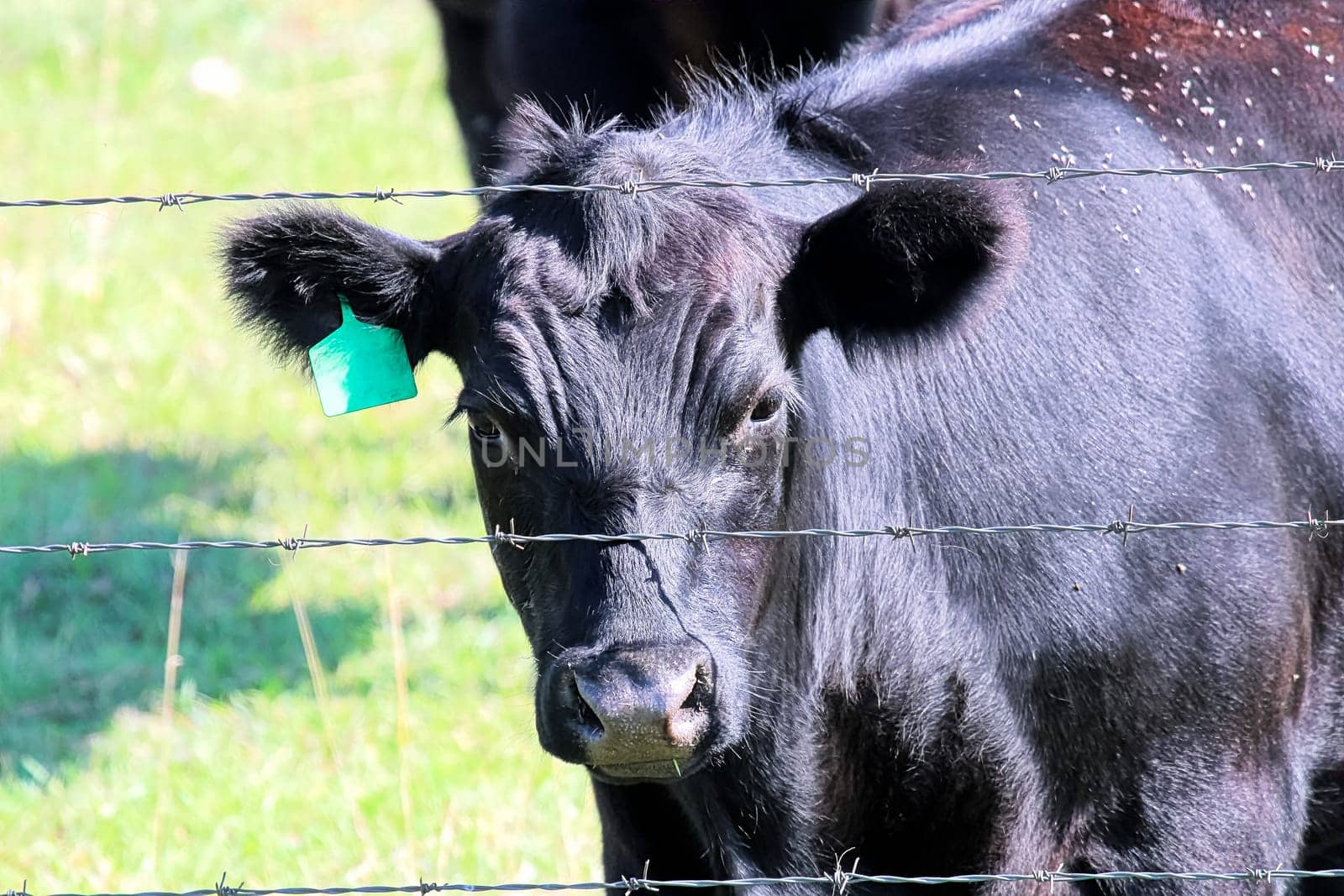 A black cow looking through a through a barbed wire fence.