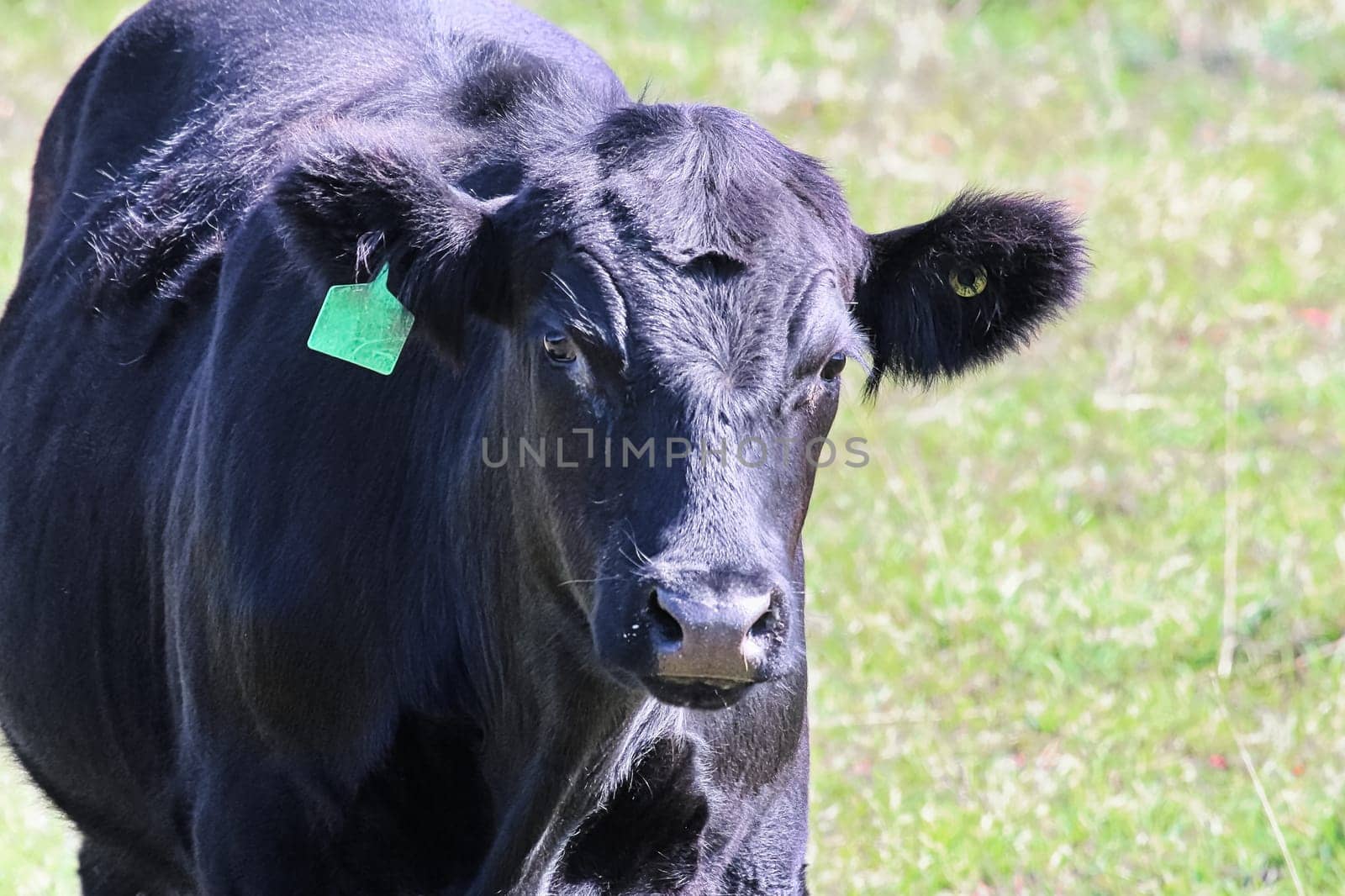 Closeup of the head of a black cow with ear tag.