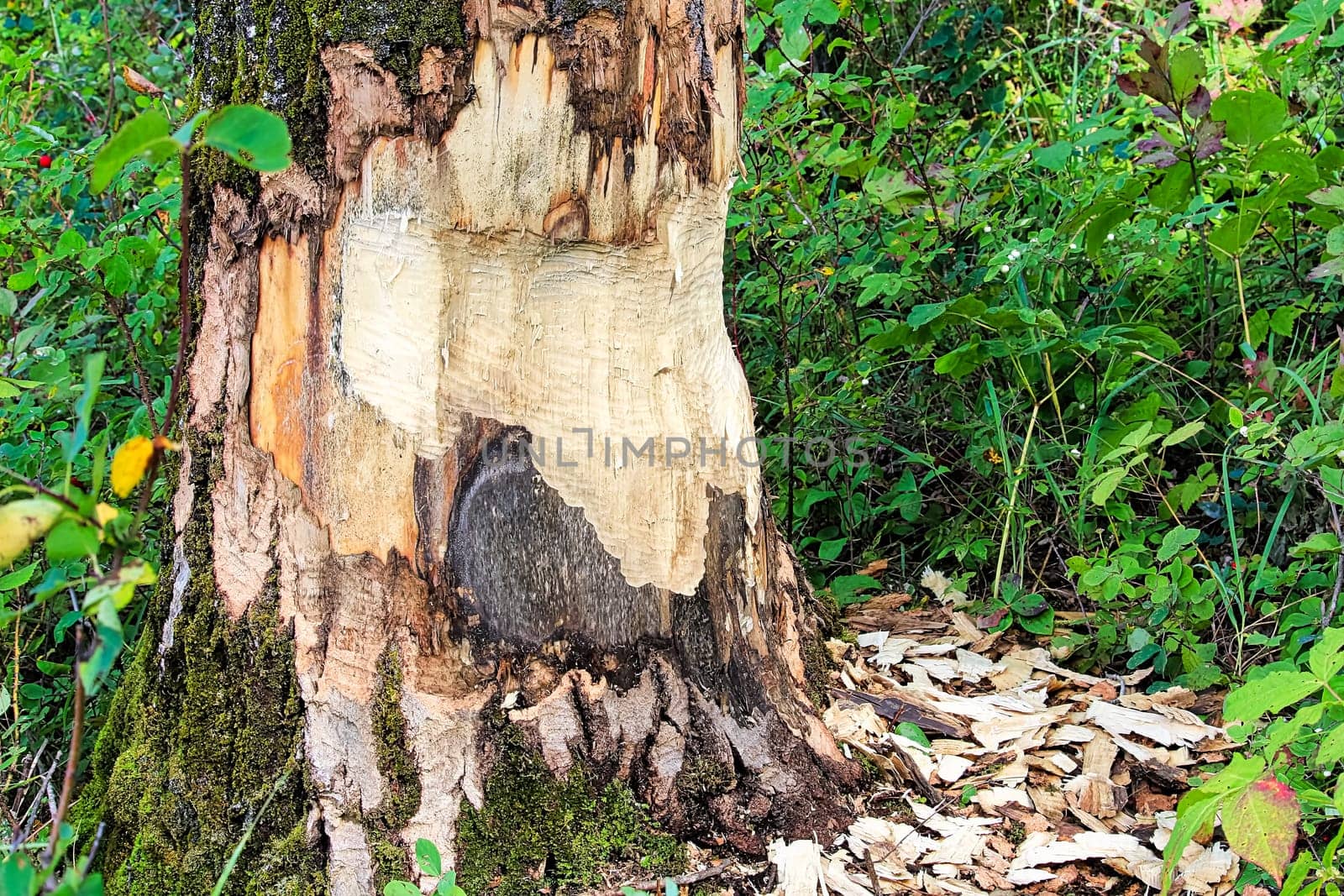 The base of tree being chewed by a beaver.
