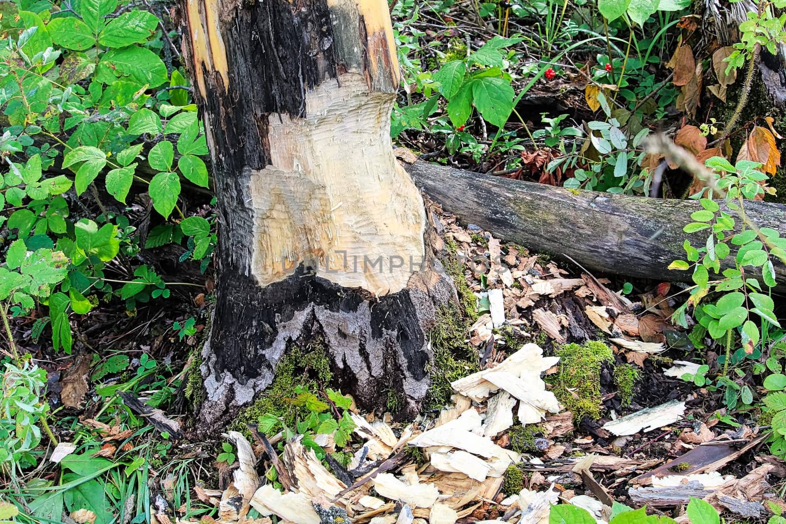 The base of tree being chewed by a beaver.