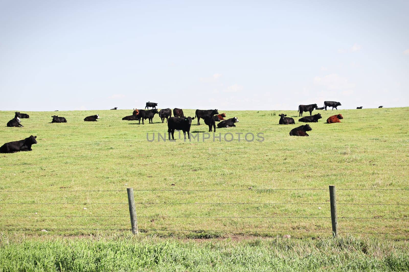 A view of cows grazing on a pasture hill.