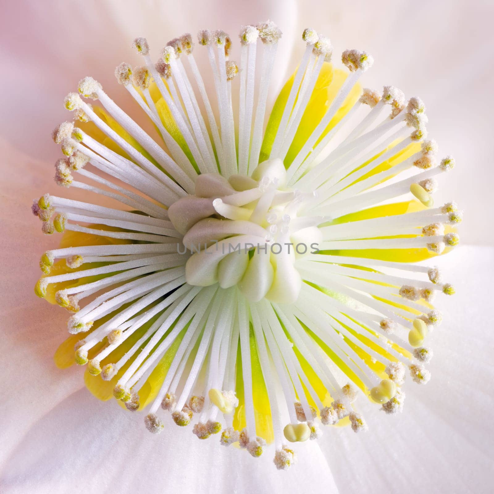 Focus stacked macro of a christmas rose flower blossom