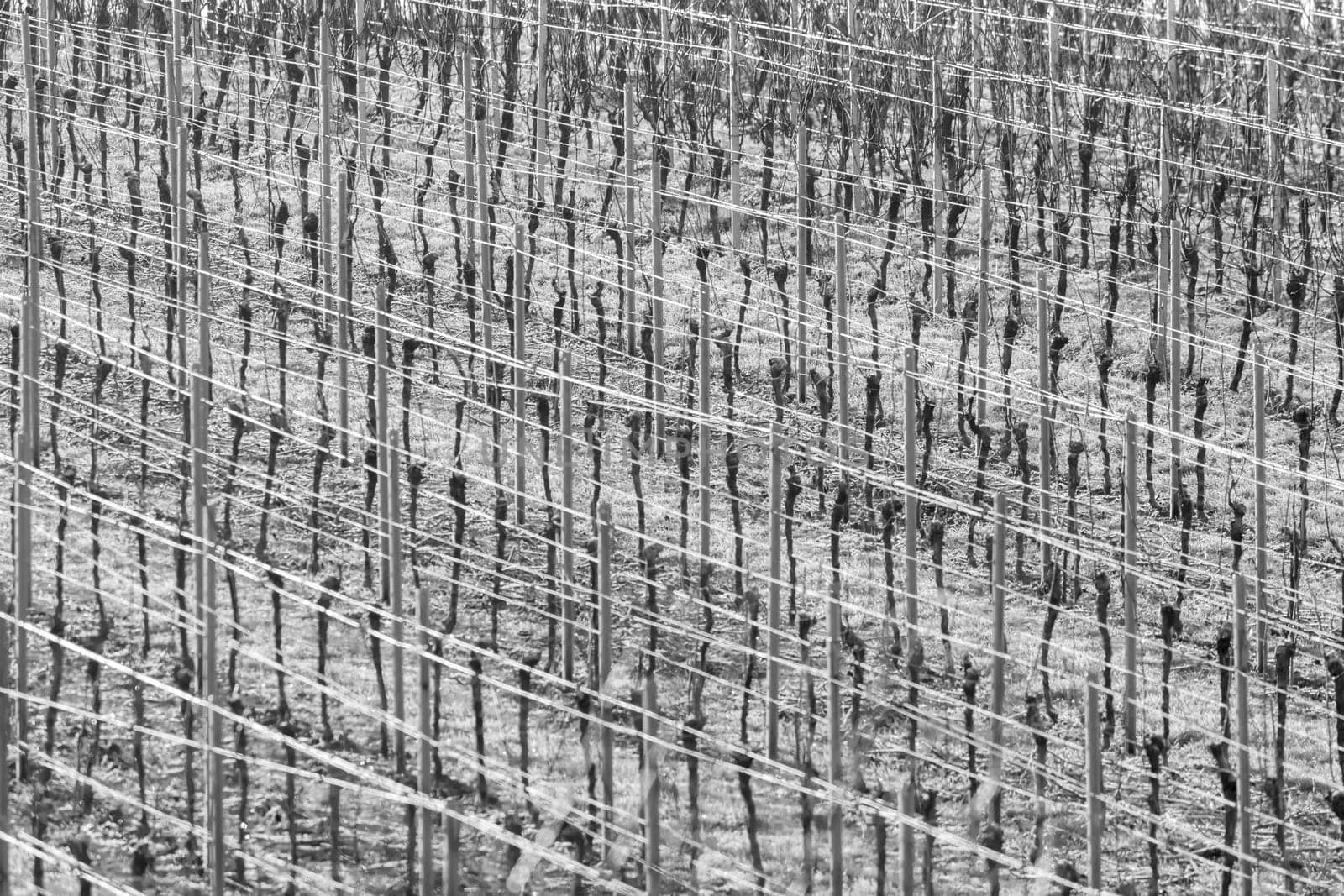 Vineyard with grapevines rows in frost with shiny wire ropes frame-filling as background monochrome