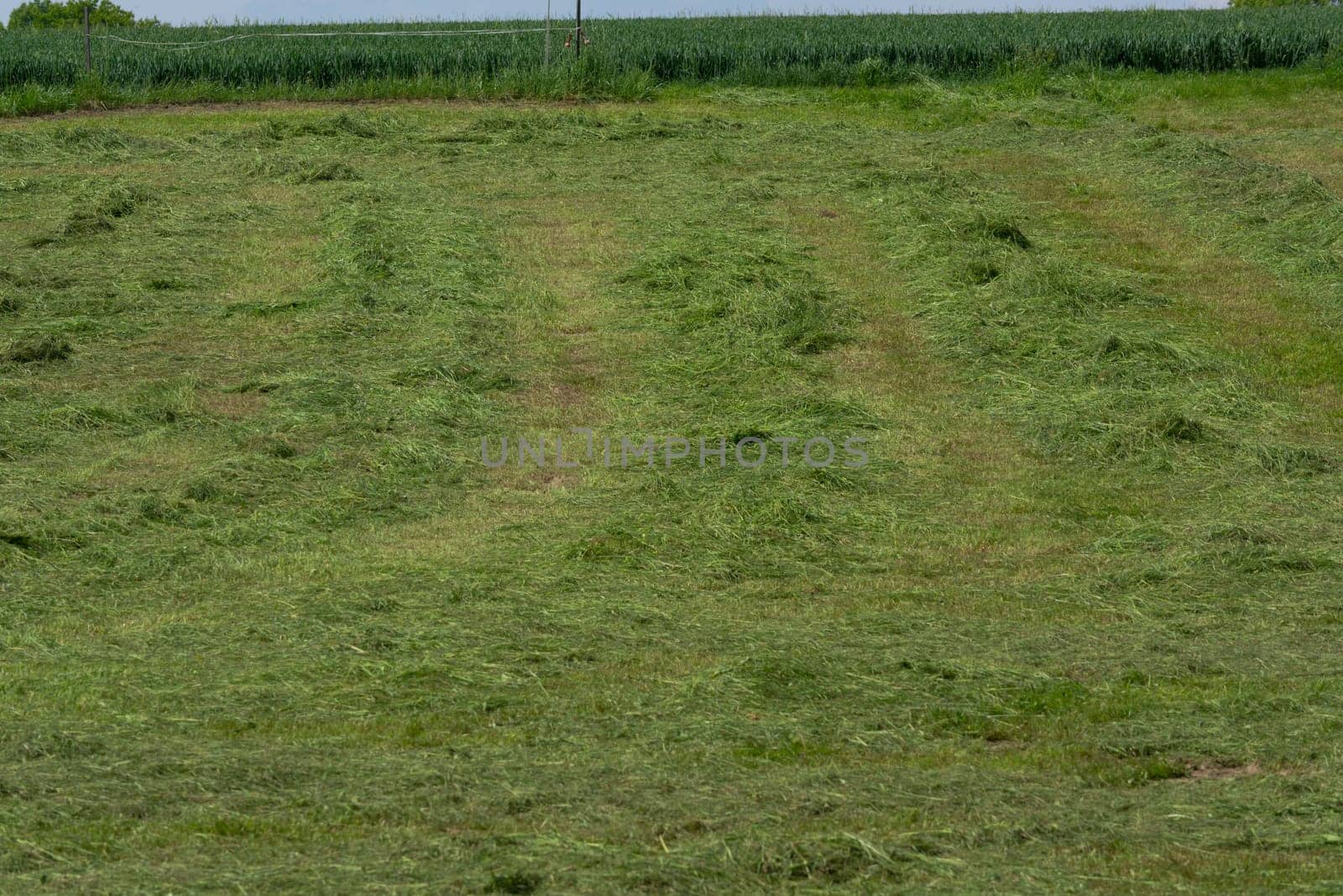 Meadow mown by the farmer