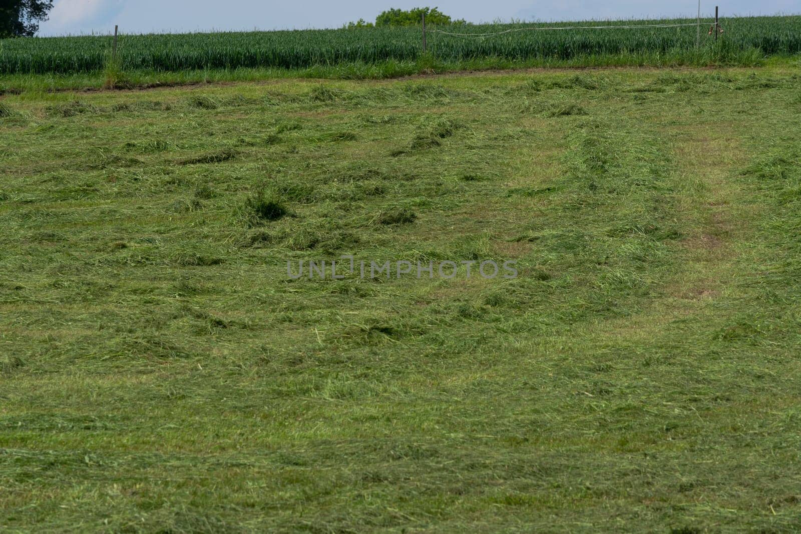 Meadow mown by the farmer