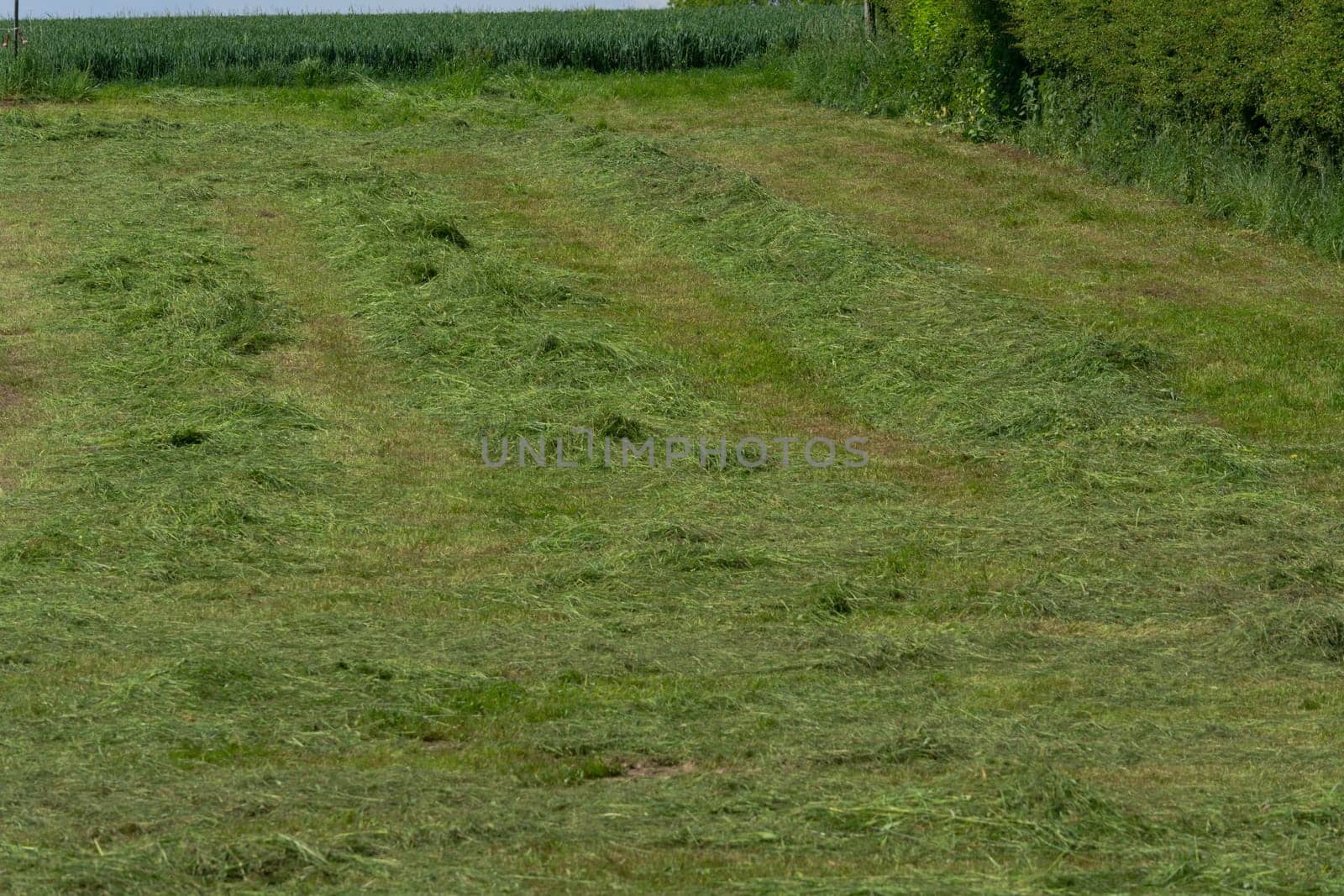 Meadow mown by the farmer