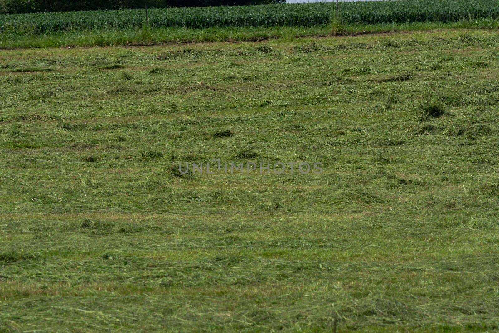 Meadow mown by the farmer