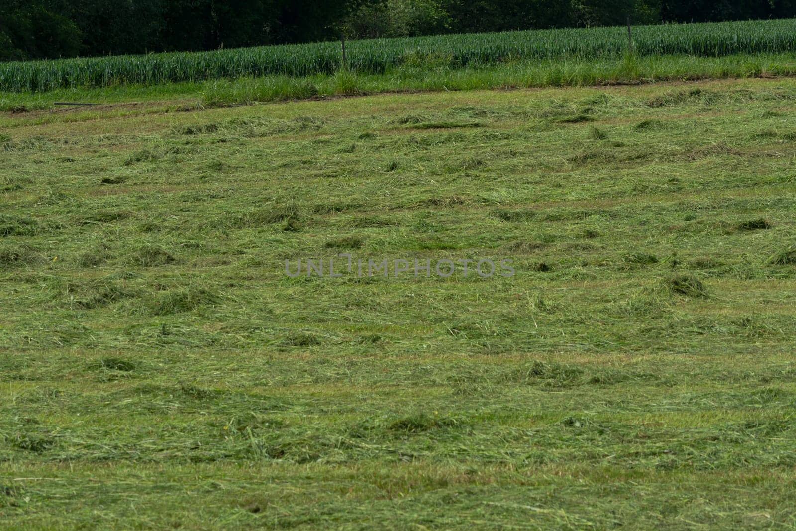 Meadow mown by the farmer