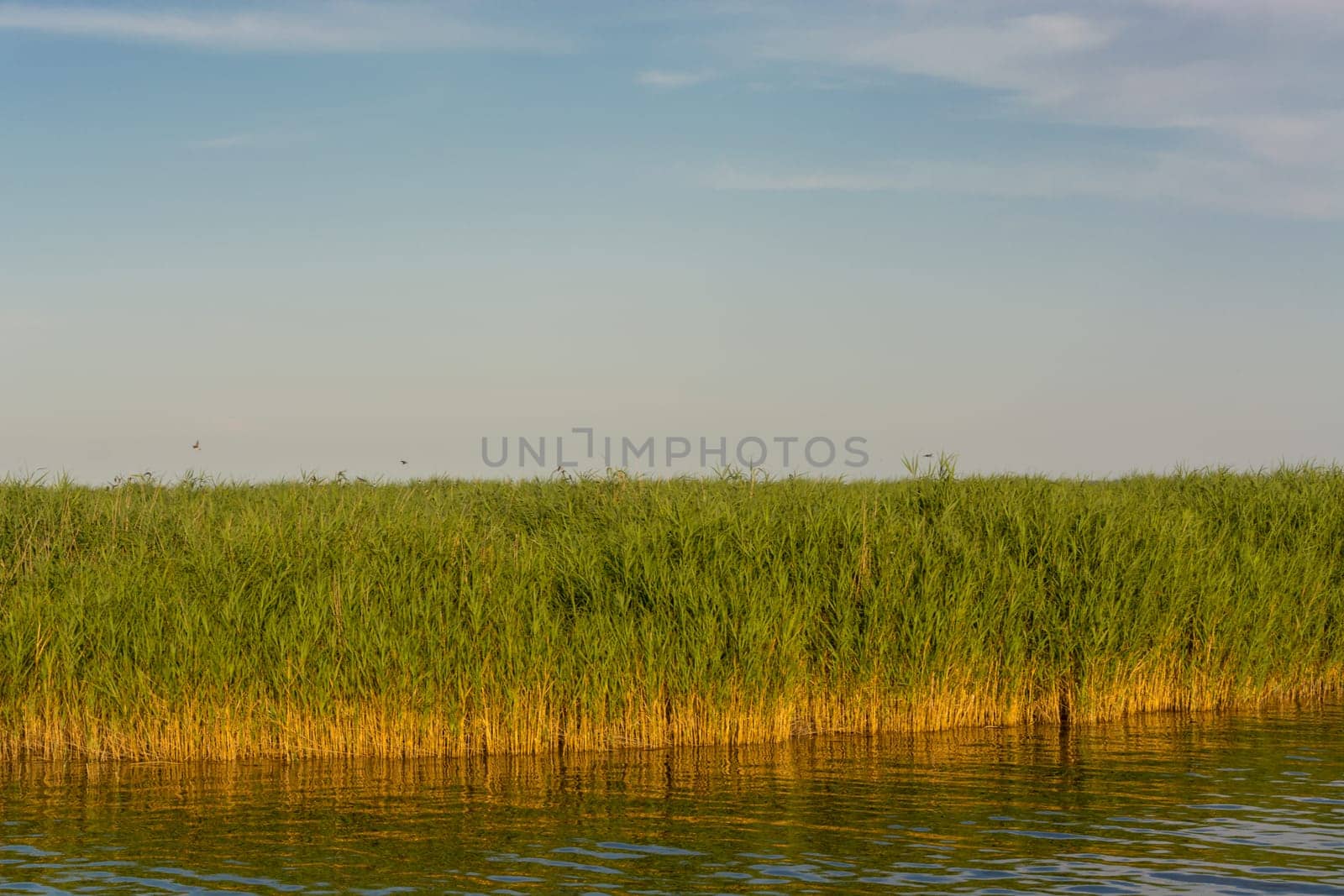 National Park Vorpommersche Boddenlandschaft on Fischland at the Baltic resort Ahrenshoop in Germany
