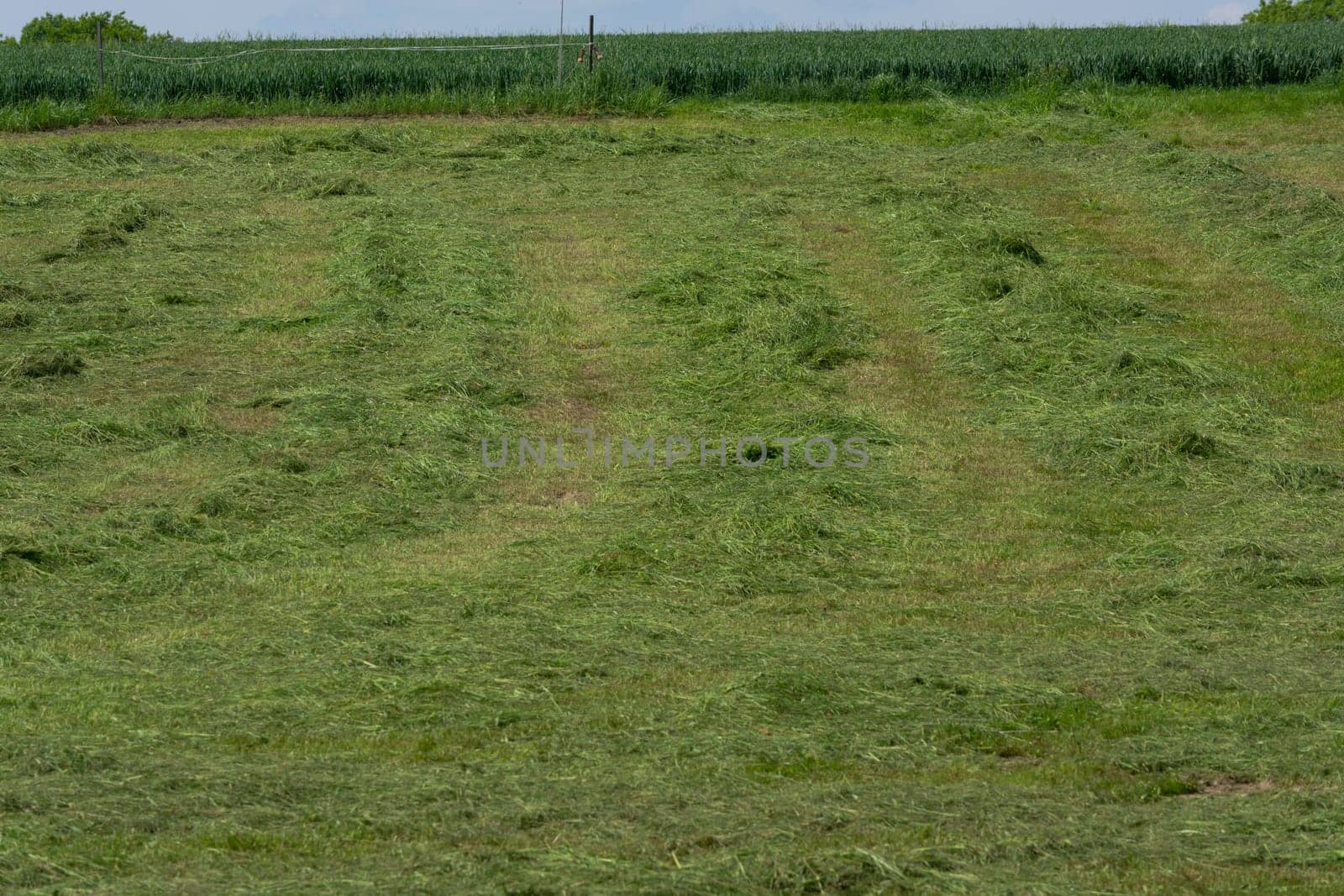 Meadow mown by the farmer