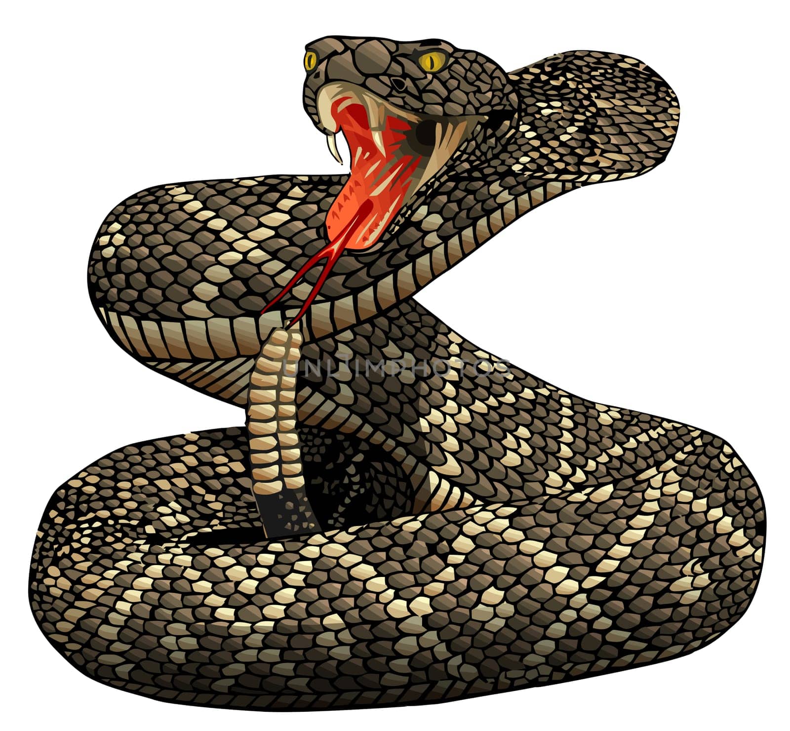 rattlesnake posion serpent animal wildlife danger illustration